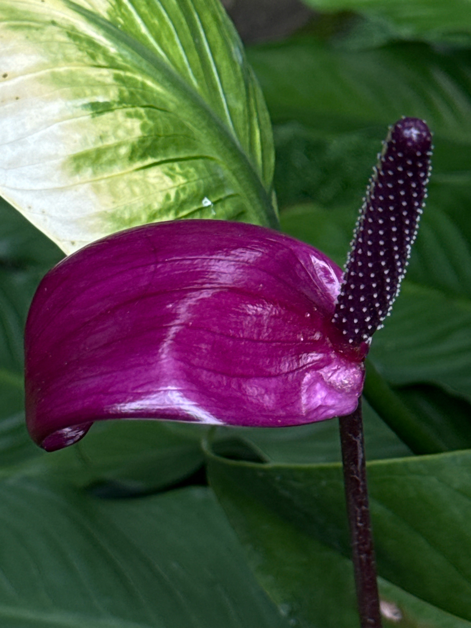 A close-up shot features a vibrant purple anthurium flower with a contrasting spathe and spadix. The spathe, a modified leaf, is a glossy, deep purple and curves elegantly to the left. Emerging from its base is the spadix, a slender, dark purple structure covered in tiny white dots, resembling a miniature studded rod. Behind the flower, the lush green foliage of other plants creates a soft, blurred background, with a variegated leaf showing streaks of white and light green in the upper left corner. The lighting highlights the smooth, waxy texture of the spathe and the delicate pattern of the spadix. The scene is a botanical close-up, focusing on the intricate details of the anthurium. This image does not contain any elements that would indicate a specific location in Hiệp Thạnh, Vietnam, or any other urban setting.