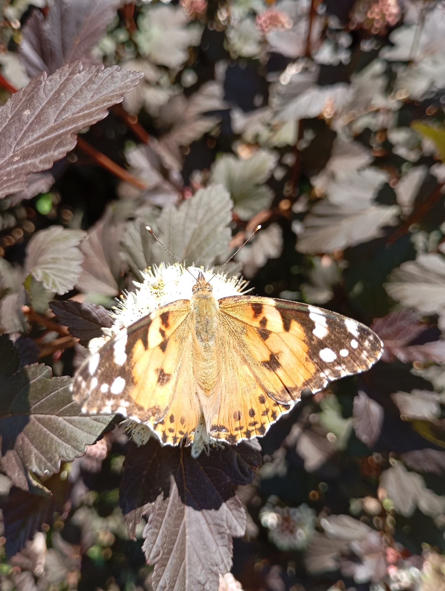 A dorsal view captures a Painted Lady butterfly (Vanessa cardui) with wings fully extended, displaying an orange base color with black, brown, and white markings. The butterfly is positioned centrally, perched on a cluster of small white florets. Two segmented antennae extend upwards from the butterfly's head. The immediate foreground and midground consist of dark reddish-brown, serrated leaves, characteristic of a shrub such as Physocarpus opulifolius. Several leaves exhibit distinct venation and cast shadows. The background is an out-of-focus array of similar leaves and branches, rendered with circular bokeh, indicating shallow depth of field. The scene is illuminated by direct sunlight, creating bright highlights and subtle shadows. The image was taken in the city of Фоки, Russia.