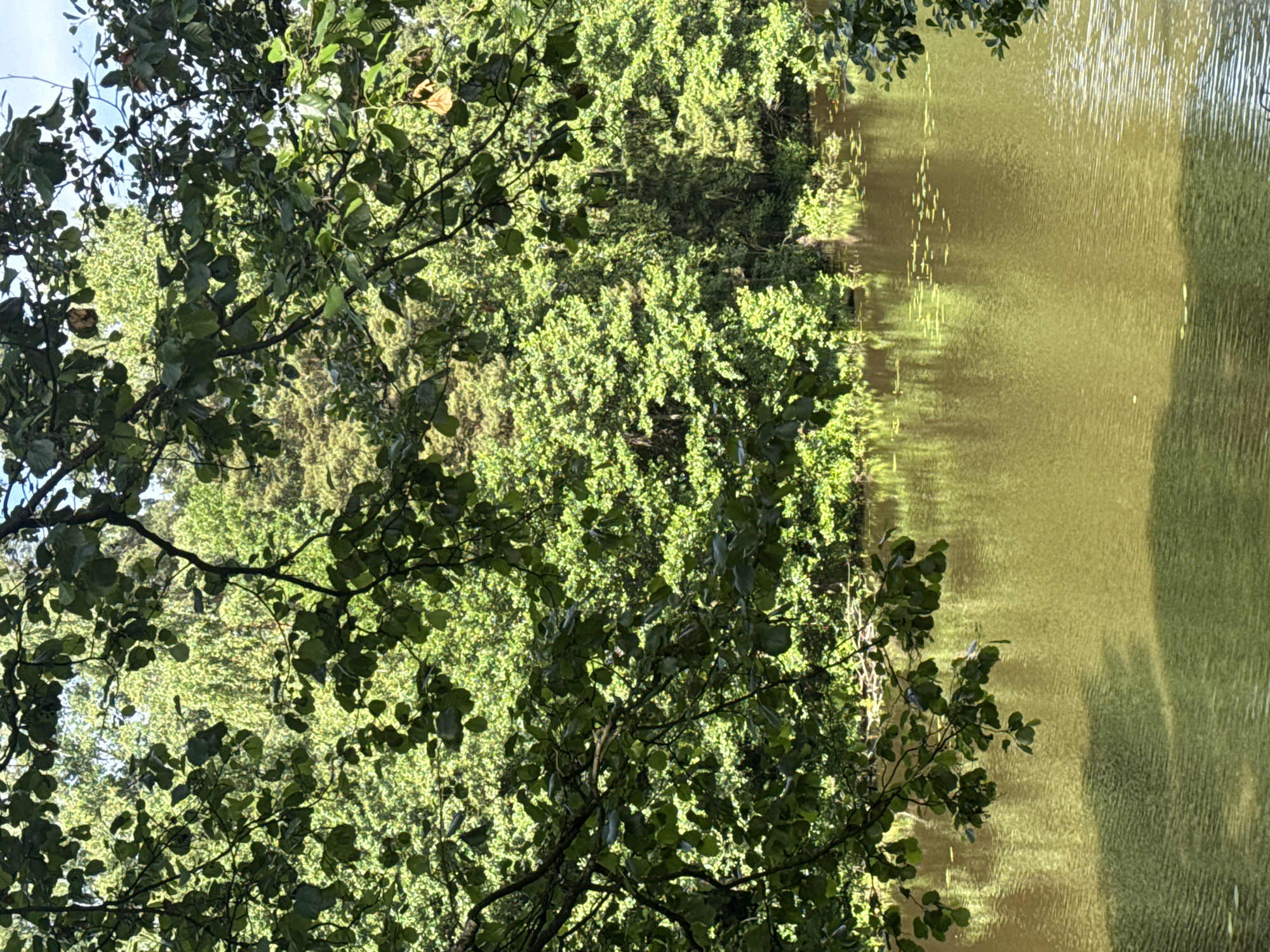 The image depicts a tranquil body of water, likely a pond or lake, bordered by lush green foliage. The water has a muted, yellowish-brown hue, reflecting the surrounding vegetation and the sky, which is not directly visible but implied by the ambient light. Ripples are visible on the water's surface, suggesting a gentle breeze or movement. In the distance, a dense wall of trees and shrubs forms the far bank, with varying shades of green indicating different types of plant life and the play of sunlight. In the foreground, branches with dark green leaves hang over the water, partially obscuring the view of the far bank. A few small, lily-pad-like plants are scattered on the water's surface. The overall impression is one of natural serenity, characteristic of a park or a natural reserve. The location is identified as being in the city of Ulitkino, Russia.