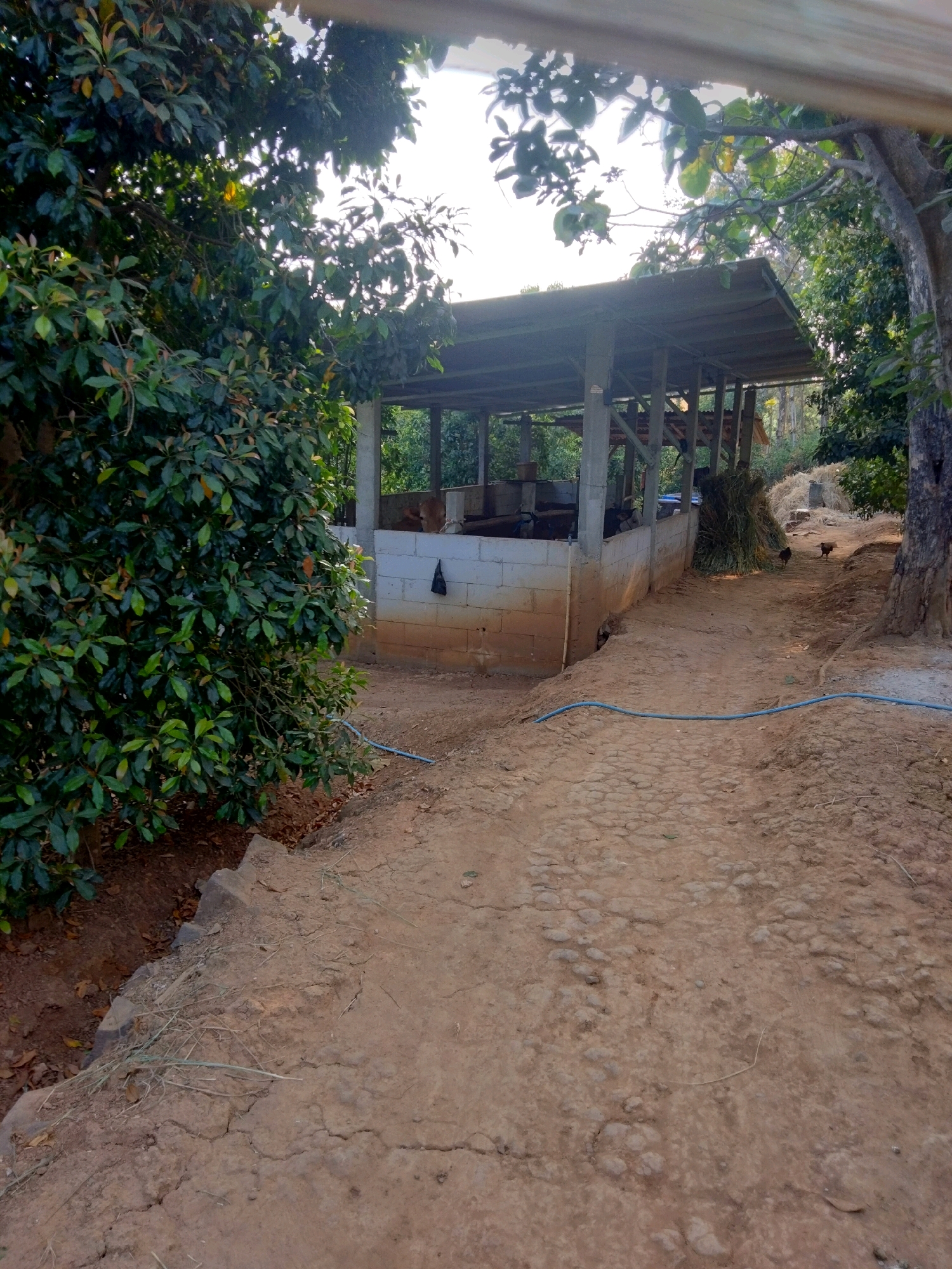The image depicts an outdoor scene in a rural area of Sidorejo, Indonesia. In the foreground, a dirt path with some rocky sections leads towards a simple, open-sided structure. This structure appears to be a shelter or animal pen, constructed with concrete pillars and a corrugated roof. The walls are made of concrete blocks. Inside the shelter, there are indications of animal enclosures, and a brown-colored animal, possibly livestock, is visible. To the left of the path and structure, there is dense green foliage from a large tree. Further back in the scene, two chickens are visible on the path. The environment suggests a natural, perhaps agricultural setting, with trees and vegetation surrounding the man-made structure. The overall impression is one of a functional, utilitarian space within a natural landscape.