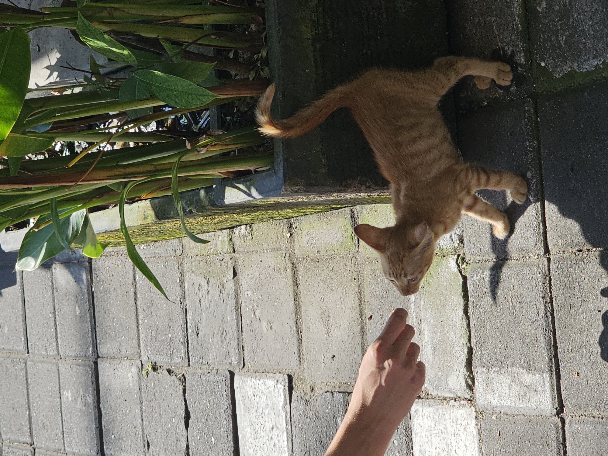 A ginger kitten with stripes stands on a gray brick pathway, its tail raised and curved. A person's hand, with fingers extended, reaches towards the kitten from the left. In the background, a concrete planter holds tall green plants with thick stalks. The scene appears to be outdoors in a sunlit area, casting shadows on the ground. The bricks suggest a sidewalk or patio. The overall setting suggests an urban environment, possibly a residential courtyard or public space in Denpasar, Indonesia.