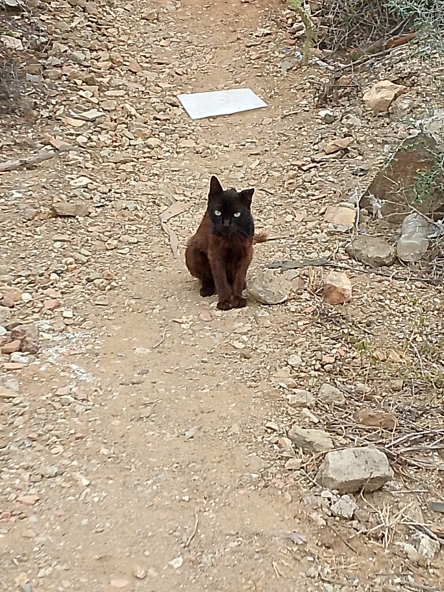 The image displays a dark brown or black cat with bright yellow-green eyes, centrally positioned and crouching on a dry, unpaved path. The cat is looking directly at the camera, appearing alert and observant.
The setting is an outdoor, arid environment, characterized by a dusty trail covered extensively with small, irregular stones and gravel. Sparse, dry vegetation, including twigs and shrub-like plants, fringes the path, particularly on the right side of the frame. In the background, further along the path, a flat, white rectangular object, possibly a piece of paper or plastic, is visible. On the right side, among the rocks and dry plants, a clear plastic bottle can also be seen, suggesting some discarded litter in the area.
The lighting indicates daytime conditions, with diffused light that avoids harsh shadows, suggesting either an overcast sky or late morning/early afternoon. The landscape's rocky, dry nature and sparse vegetation are consistent with the climate of Juan Griego, Venezuela, which is a known dry, coastal region. There are no people visible, and no specific event is taking place beyond the cat's watchful presence. No visible text appears in the image.