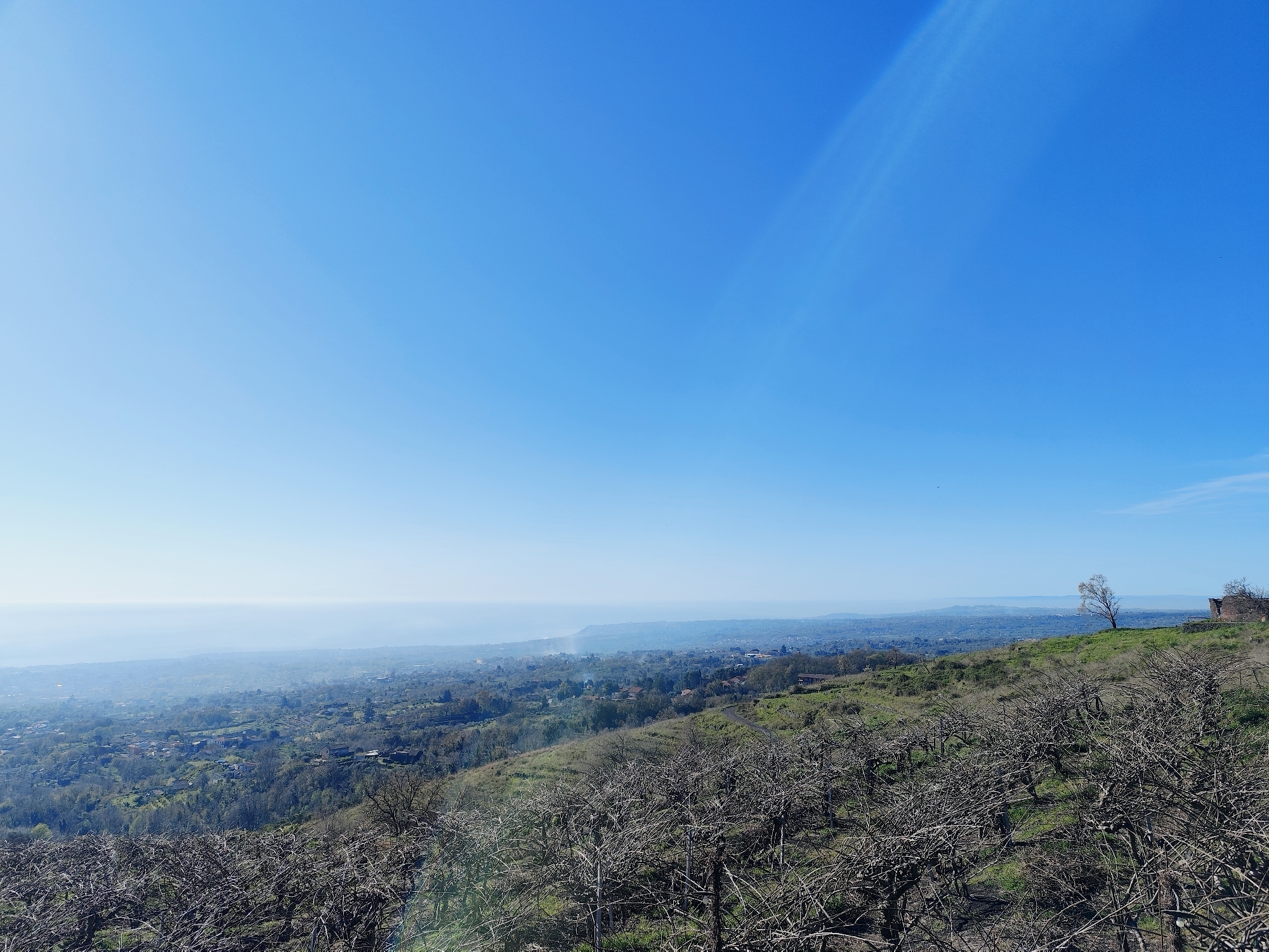 A landscape view from Giarre, Italy, shows rows of dormant fruit trees in the foreground. The city extends into the distance, where the Mediterranean Sea meets the horizon. A clear blue sky dominates the upper half of the image. A single tree stands on the crest of a hill, with what appears to be a small, derelict building next to it.