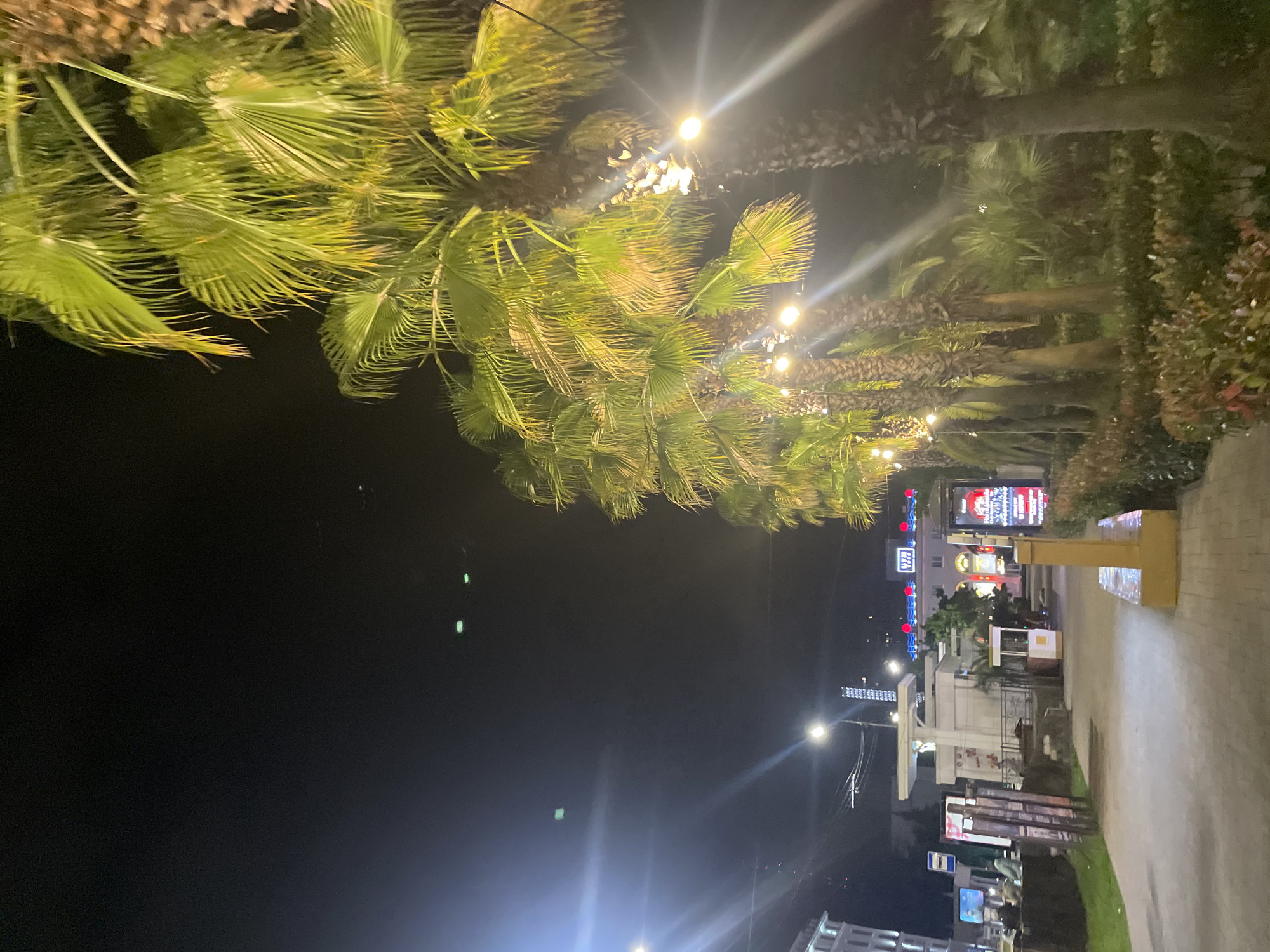 The image depicts a nighttime scene along a paved walkway lined with palm trees and lush vegetation. String lights illuminate the palm fronds, casting a warm glow. In the background, buildings with illuminated signs suggest an urban environment, possibly a commercial or entertainment district. The sky is dark, indicating it is late at night. The overall impression is one of a tropical or subtropical city at night, with a lively atmosphere suggested by the lights and potential for activity. The specific location is the port area in the city of Sochi, Russia.