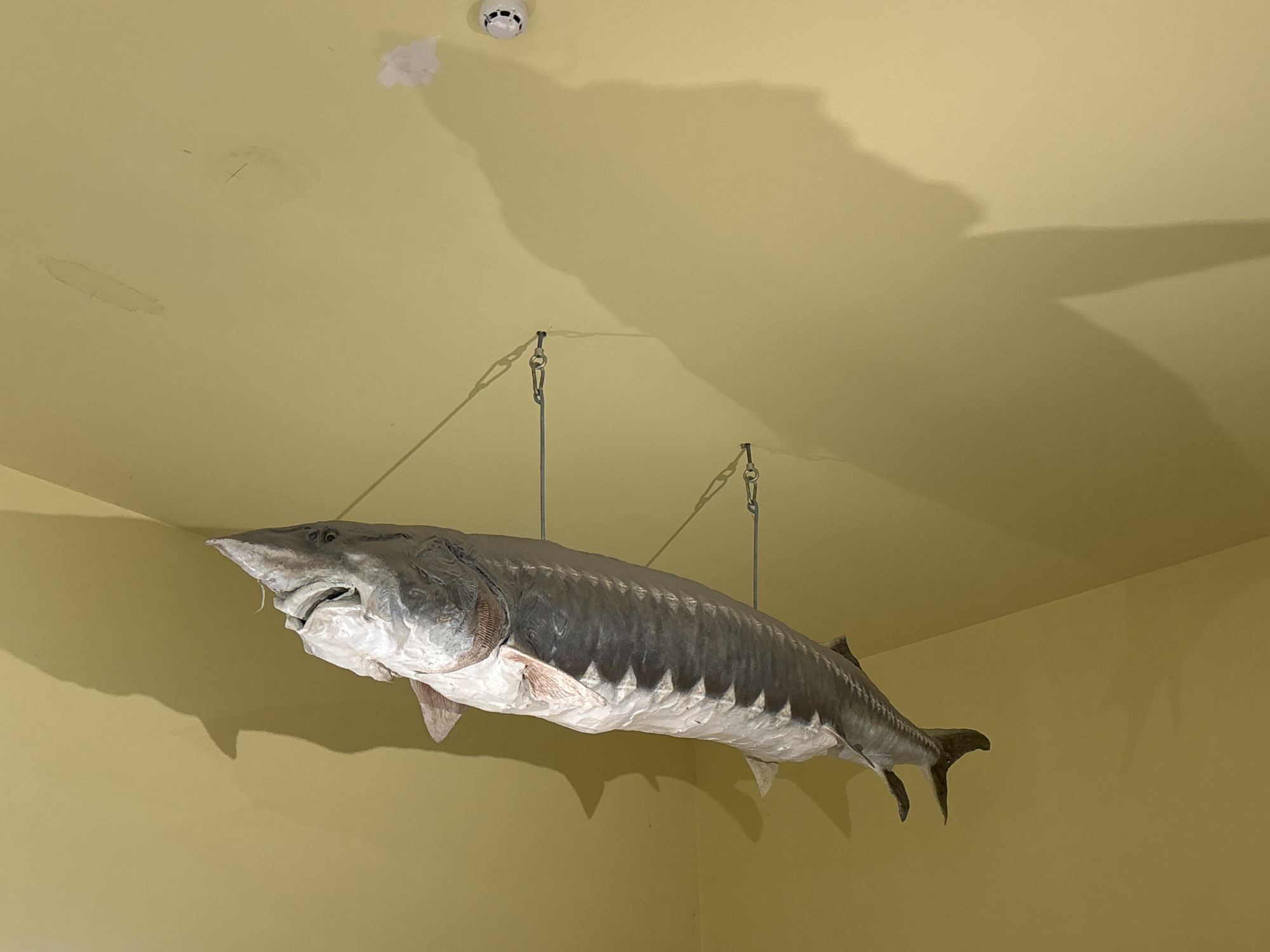 A taxidermied fish is suspended from the yellow ceiling of an interior space by two silver chains. The fish is large, gray, and white, possibly a sturgeon, with detailed features including a long snout and barbels. The ceiling has a smoke detector and several imperfections or stains. The yellow walls provide a backdrop, with the fish casting a shadow on the ceiling. The image's location in Plovdiv, Bulgaria, is not discernible.