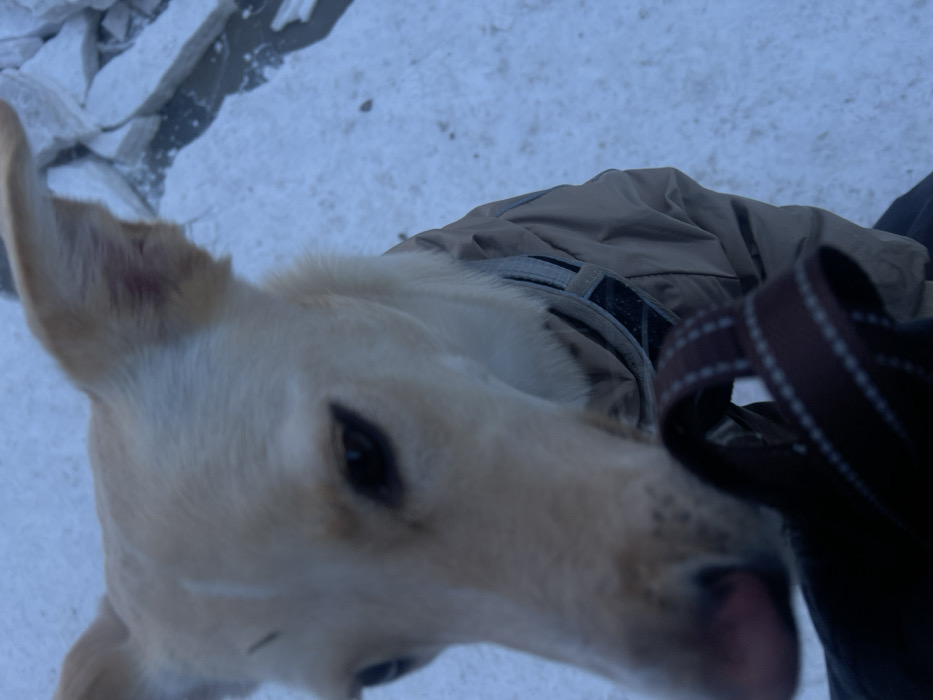 A close-up shot of a light-colored dog, possibly a Labrador, wearing a tan jacket or harness. The dog's head is angled towards the camera, showcasing its black eyes and a slightly visible pink tongue. The background features a snowy surface. A black strap or leash is partially visible on the right side of the frame. The image is slightly blurred, focusing on the dog's facial features.