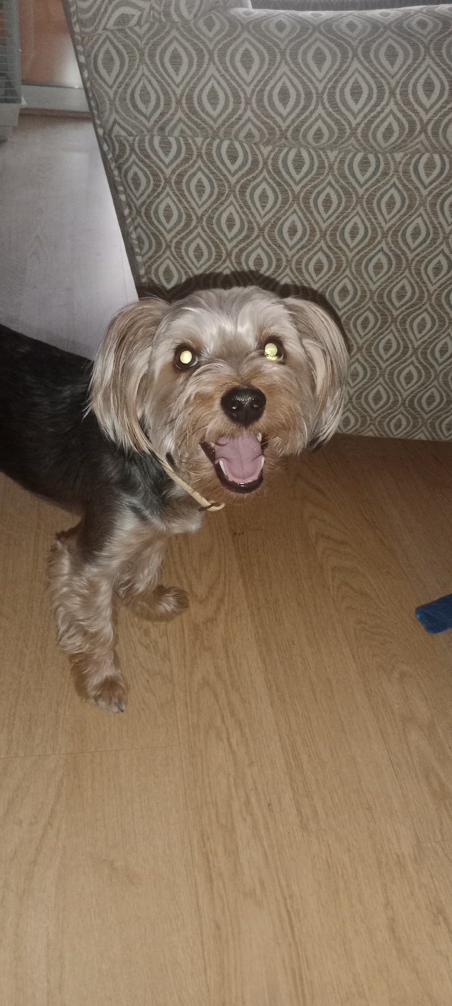 A yorkshire terrier stands on a light brown wooden floor in front of a couch with a tan and white patterned fabric. The dog is facing the camera with its mouth open and tongue showing, appearing to be panting or excited. Its eyes are wide and reflective, showing a yellowish glow. A thin, light-colored string or ribbon is around its neck. The background shows a portion of the couch and a sliver of a light-colored wall on the left. There are no people visible in the image. The location in the city of Galapagar, Spain, is not discernible from the visual information provided.