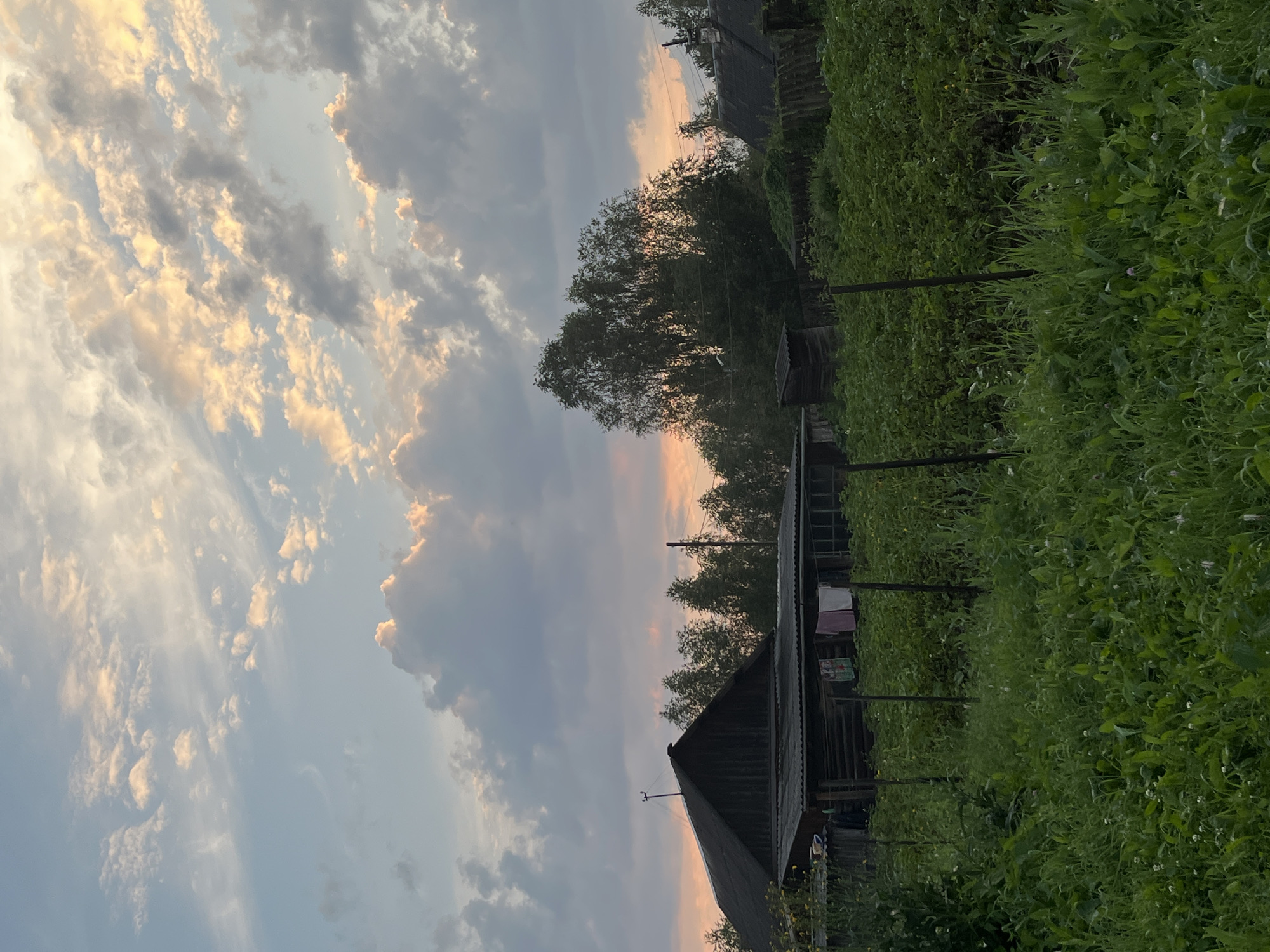 The image depicts a rural scene at dusk. In the foreground, lush green vegetation and some smaller plants with white flowers are visible. A rustic wooden fence runs horizontally across the middle ground, with thin wooden posts supporting it. Beyond the fence, there is a garden with densely planted rows of crops, likely vegetables, also appearing green and healthy.
In the background, a dark, wooden, barn-like structure with a corrugated roof stands prominently on the left side of the frame. Laundry, including shirts and what appear to be towels, is hanging on a line in front of the structure. To the right of the barn, several tall, thin trees are silhouetted against the sky, followed by another, smaller building with a dark roof on the far right. Power lines are strung across the scene.
The sky above is filled with dramatic clouds. The lower portion of the sky shows a gradient from a pale pink and orange sunset glow to a soft blue. The upper portion of the sky is dominated by a mix of fluffy white and gray clouds, with patches of light illuminating some of them, suggesting the last rays of the setting sun.
The scene does not contain any identifiable people or specific landmarks that would pinpoint its exact location within Nizhny Tagil, Russia. The overall atmosphere is serene and evokes a sense of rural life in the evening.