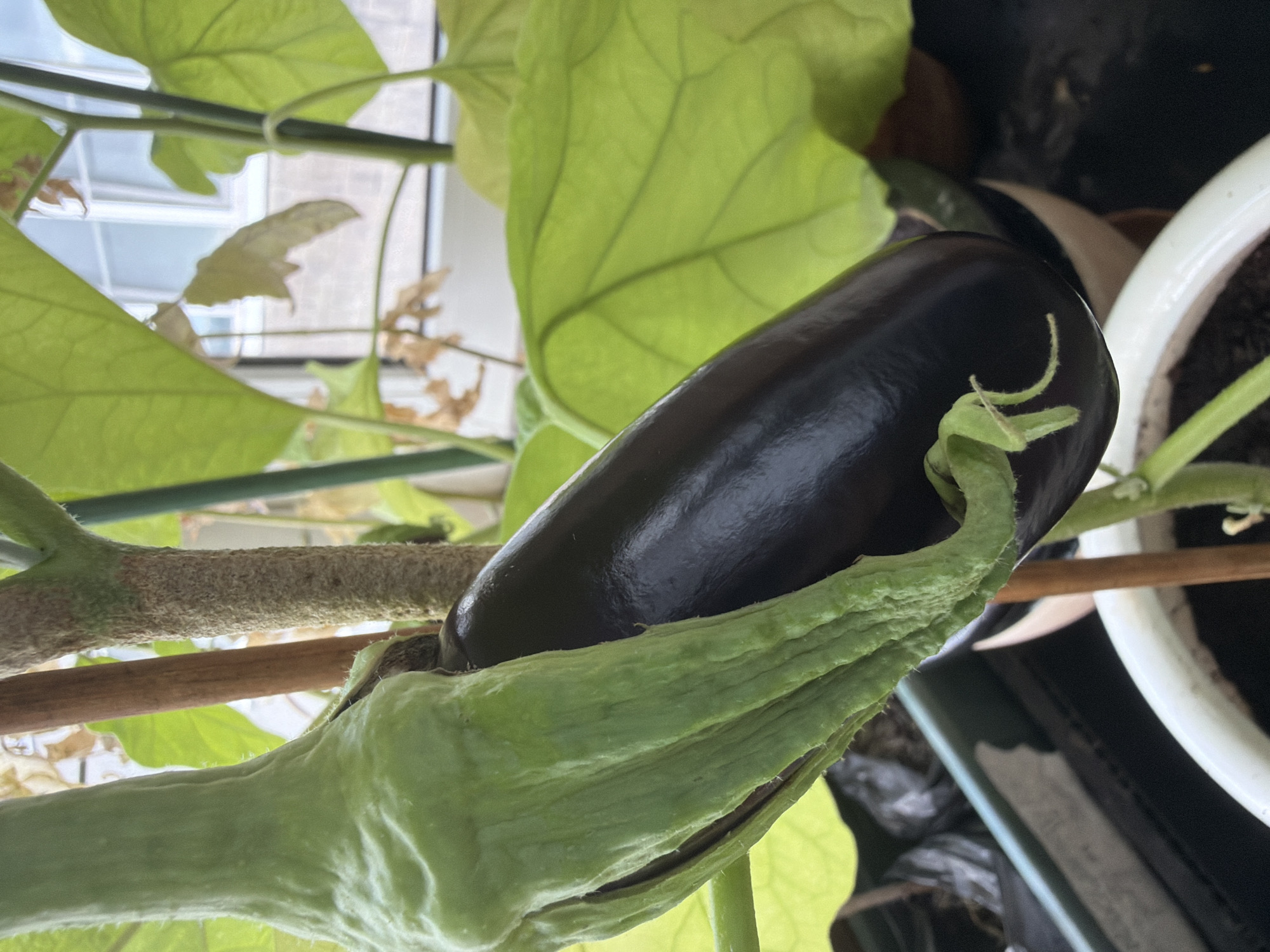 An eggplant is shown hanging from a plant. The eggplant is dark purple and elongated, with a green calyx. The plant has large green leaves and a rough stem. A wooden stake supports the plant. The eggplant is in a white pot. In the background, there are buildings and a window.