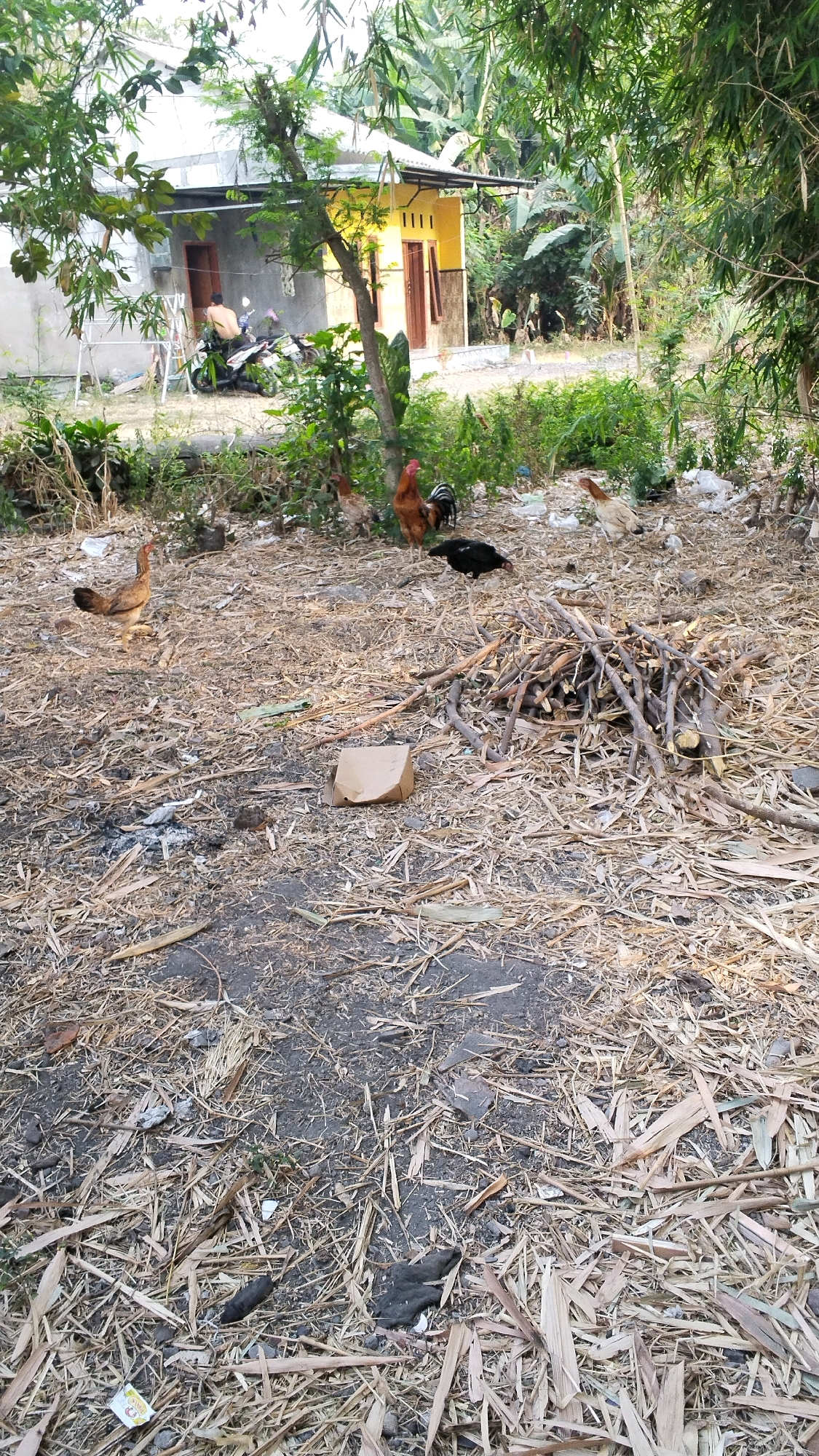 In Penompo, Indonesia, this image captures a rural scene dominated by dry vegetation and scattered debris. A small, single-story house with a yellow facade and brown trim is visible in the background, partially obscured by trees. A man, shirtless, sits on a white motorcycle parked near the house. Several chickens are scattered across the foreground and midground. One chicken, light brown, stands to the left, while a rooster with reddish-brown and black plumage is centrally located. Another light brown chicken stands to the right, facing left. A black chicken is pecking at the ground in the mid-right. A pile of dry sticks and branches lies in the mid-right foreground, next to a small, light brown cardboard box. The ground is covered in a thick layer of dry leaves and twigs, with patches of dark soil visible. There are also some white plastic bags and other miscellaneous debris scattered around. The environment suggests a somewhat unkempt outdoor area.