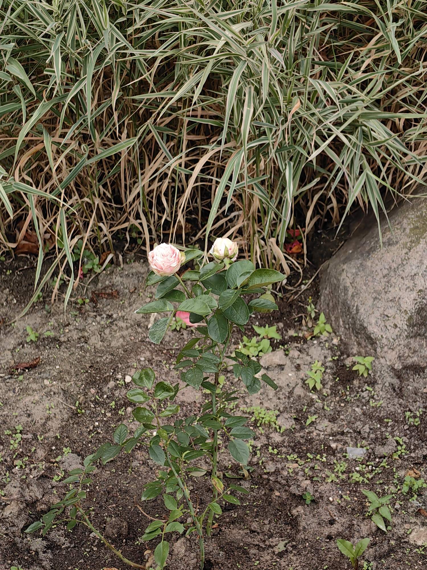 In the city of Minsk, Belarus, a close-up, eye-level shot captures a small rose bush with two buds in the foreground, set against a backdrop of tall, ornamental grass. The soil is dark and moist, with small green sprouts and fallen leaves scattered across the ground. To the right, a large, grey rock is partially visible. The lighting suggests an overcast day, contributing to the muted color palette of the scene.