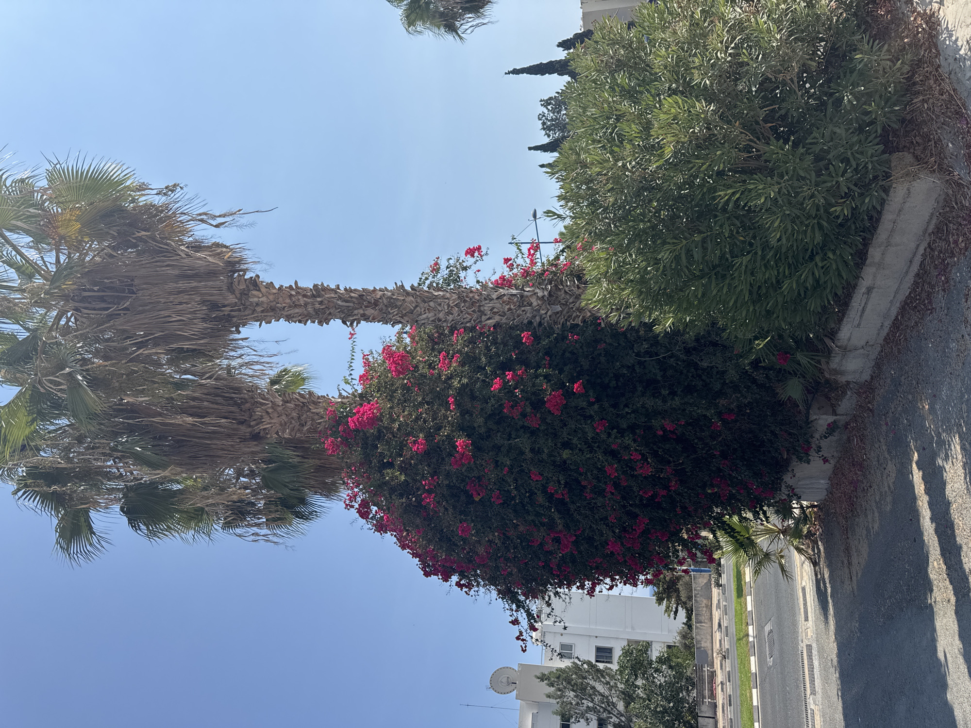 Two mature palm trees are the dominant features in this image, set against a clear blue sky. The palm tree on the left is partially obscured by a large, dense bush covered in bright pink flowers, likely bougainvillea. The other palm tree, to the right, is more visible, with its fronds reaching towards the sky. In the background, a white multi-story building with a satellite dish on its roof is visible, suggesting an urban or suburban setting. A green, leafy bush is situated in the foreground, to the right of the flowering bush. The scene appears to be a street in Agios Tychona Community, Cyprus, with a road and pavement visible in the lower portion of the image. The lighting suggests a sunny day, with shadows cast on the road.