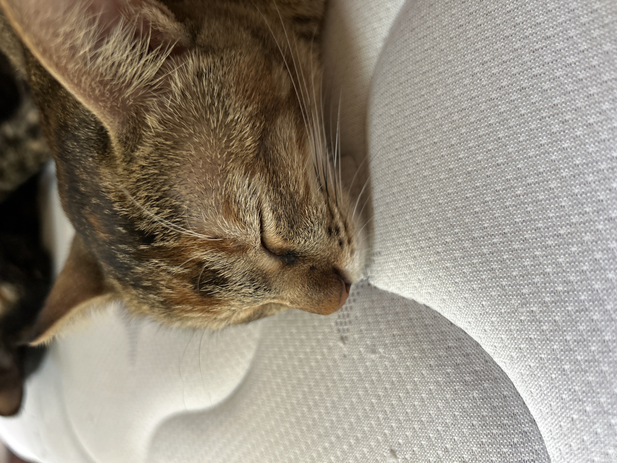 This is a close-up, eye-level shot of a tabby cat sleeping. The cat's head is resting on a textured, light-colored surface, possibly a cushion or furniture. The cat's eyes are closed, and its nose is a light pinkish-brown. Its fur is a mix of brown, black, and tan stripes, with white whiskers extending from its muzzle. The background is out of focus, but appears to be a darker color. The lighting suggests it is daytime, and the overall scene conveys a sense of peace and relaxation. There is no visible text in the image.