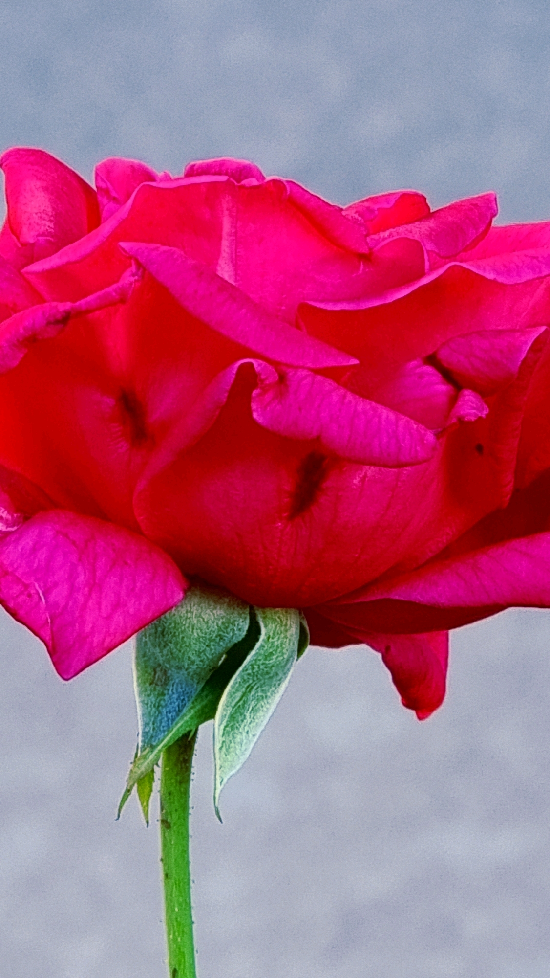 A close-up, vertically oriented photograph captures a vibrant pink rose in bloom against a blurred, light gray background. The rose's petals are richly colored, ranging from a deep fuchsia to a brighter pink, with delicate folds and curves. The center of the rose is darker and more recessed, showing the intricate layering of the petals. A bright green calyx is visible at the base of the bloom, with a single green stem extending downwards. The stem appears to have small, dark specks on it. The overall lighting highlights the texture and depth of the rose petals. There is no discernible location within the city of Sant Joan Les Fonts, Spain.