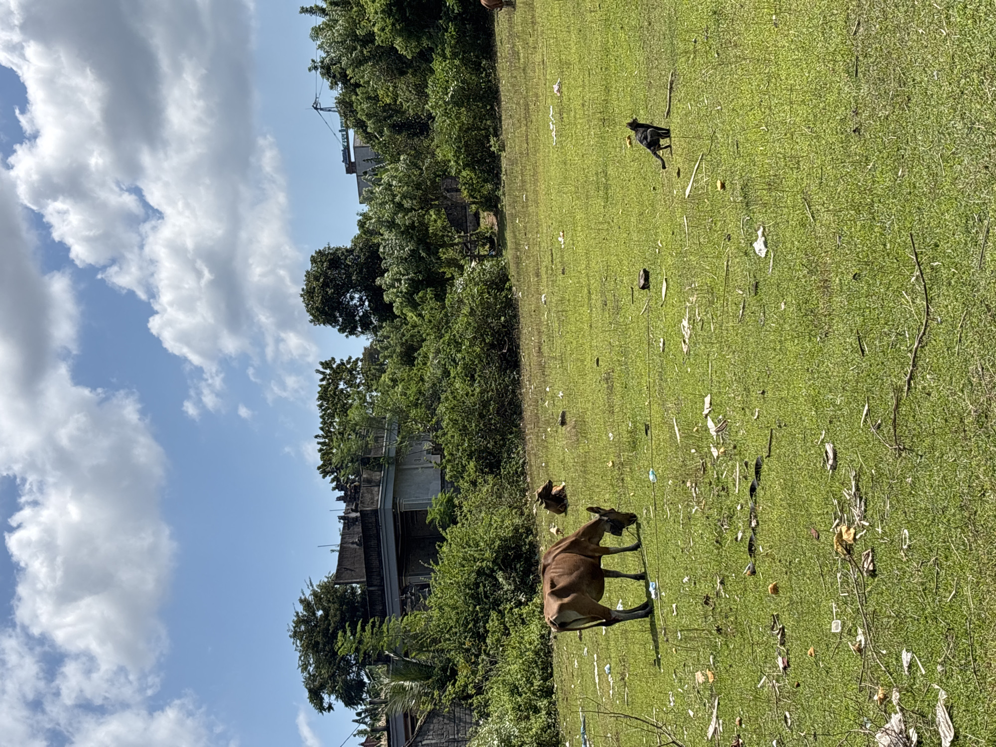 The image shows a grassy field in Kuta Selatan, Indonesia. A brown cow stands in the foreground, grazing. A black dog is visible further back on the field. Litter is scattered across the grass. Behind the field, there is a building obscured by trees and other vegetation. The sky is blue with white clouds.
