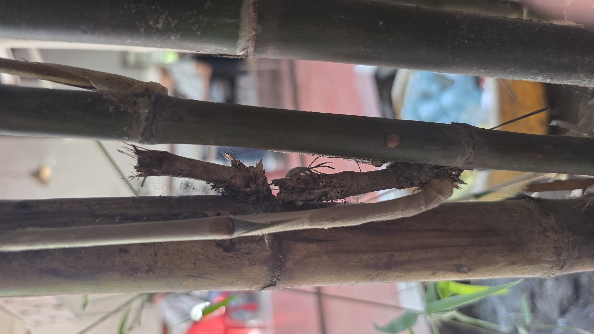 The image shows a close-up of bamboo stalks, possibly part of a fence or structure, with a backdrop suggesting an urban environment. The bamboo varies in color from green to brown, indicating different ages or conditions. One stalk has a broken branch with frayed ends and cobwebs, suggesting neglect or weathering. The blurred background shows hints of buildings and a red-painted wall, placing the scene in an urban setting. There are no people visible in the image. While it is difficult to be certain of the location, the prompt stated the location is in the city of Lhokseumawe, Indonesia.