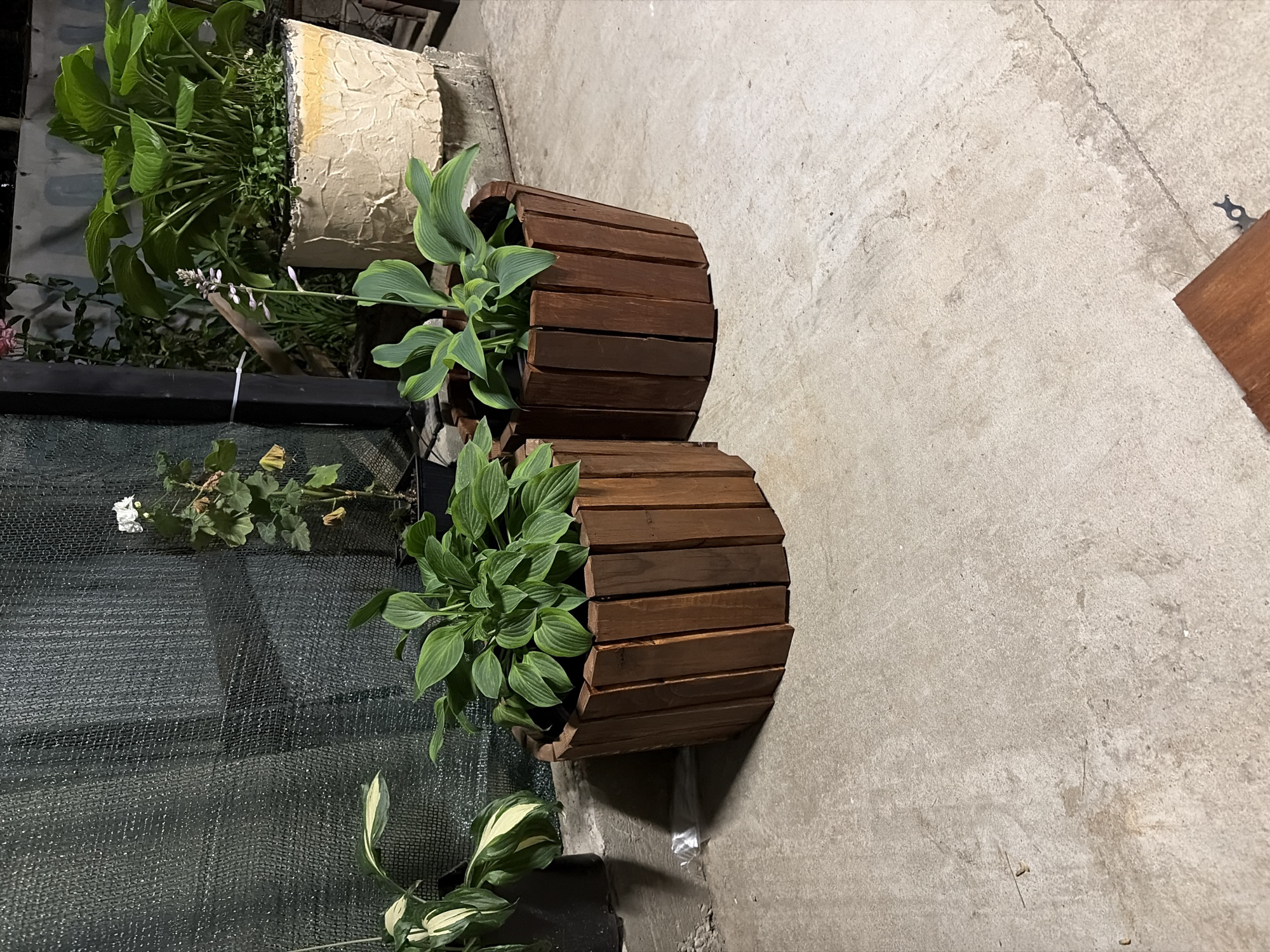 The image shows two wooden planters with green plants in them, situated on a concrete surface. The planters are made of vertical wooden slats and are dark brown in color. The plants appear to be hostas. In the background, there is a dark green mesh screen, a large pot with a light-colored textured surface containing a larger plant, and some other vegetation. The lighting suggests it is either early morning or late evening. The scene appears to be outdoors.