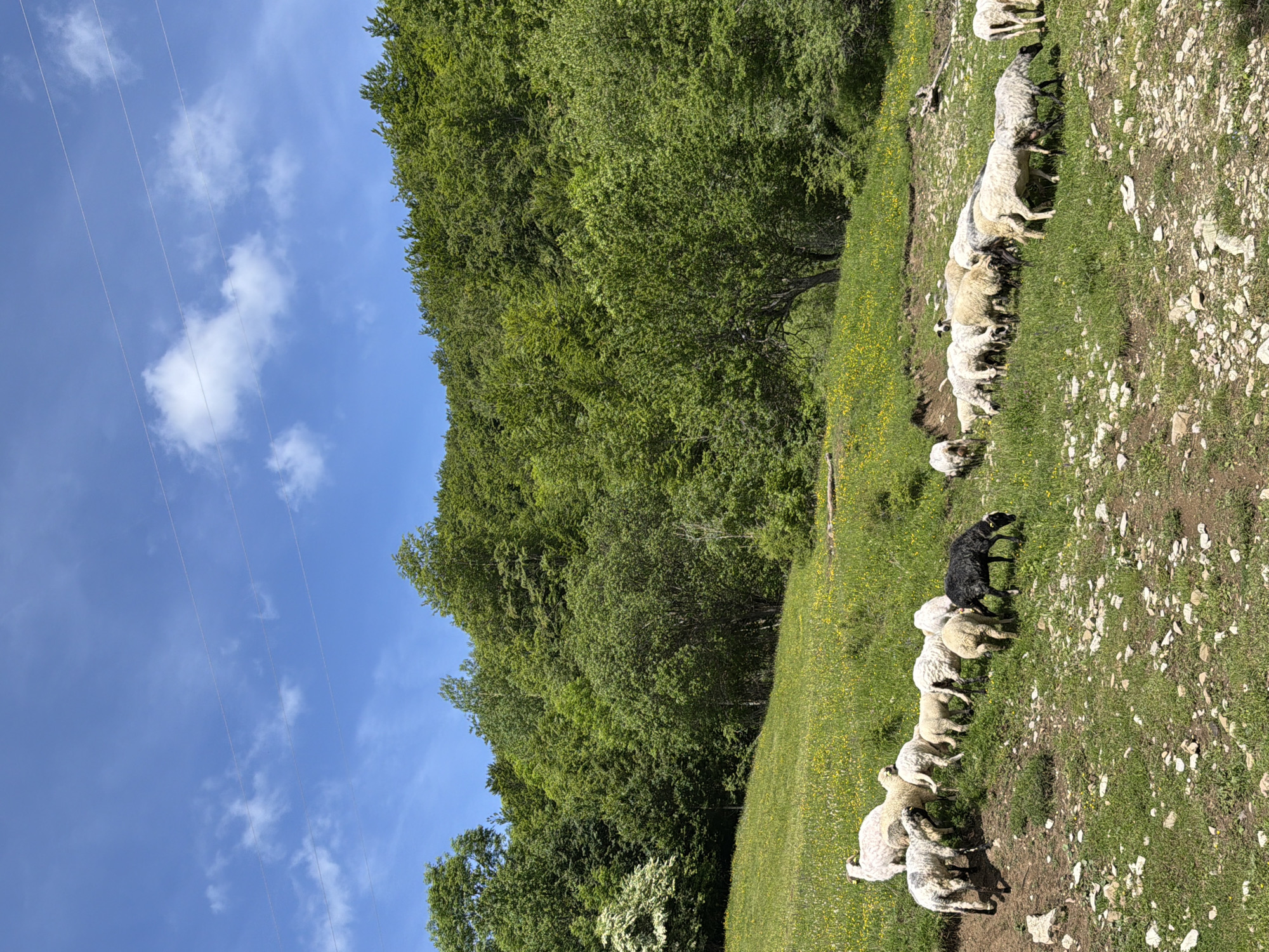 This image captures a bright, pastoral scene in a rural landscape, likely in Miloševići, Montenegro. The setting is a grassy hillside bordered by a dense forest under a clear blue sky.
The main subjects are a flock of sheep, mostly white and light-colored with some darker markings, walking or grazing in a loose line on a verdant slope. A black dog, possibly a sheepdog, stands among them, appearing to oversee the flock. The ground beneath the sheep is a mix of green grass, interspersed with small yellow wildflowers, and patches of dry, rocky soil.
To the left side of the frame, a lush, verdant forest with tall, mature trees forms a prominent backdrop, indicating abundant foliage, likely in spring or summer. The sky above is a vibrant blue, dotted with scattered white, fluffy clouds, suggesting clear and sunny weather during the day. Several thin, light-colored lines, consistent with power lines, are visible stretched across the sky in the upper left quadrant.
The overall atmosphere is one of tranquility and natural beauty, characteristic of a rural, mountainous environment. There is no visible text in the image.