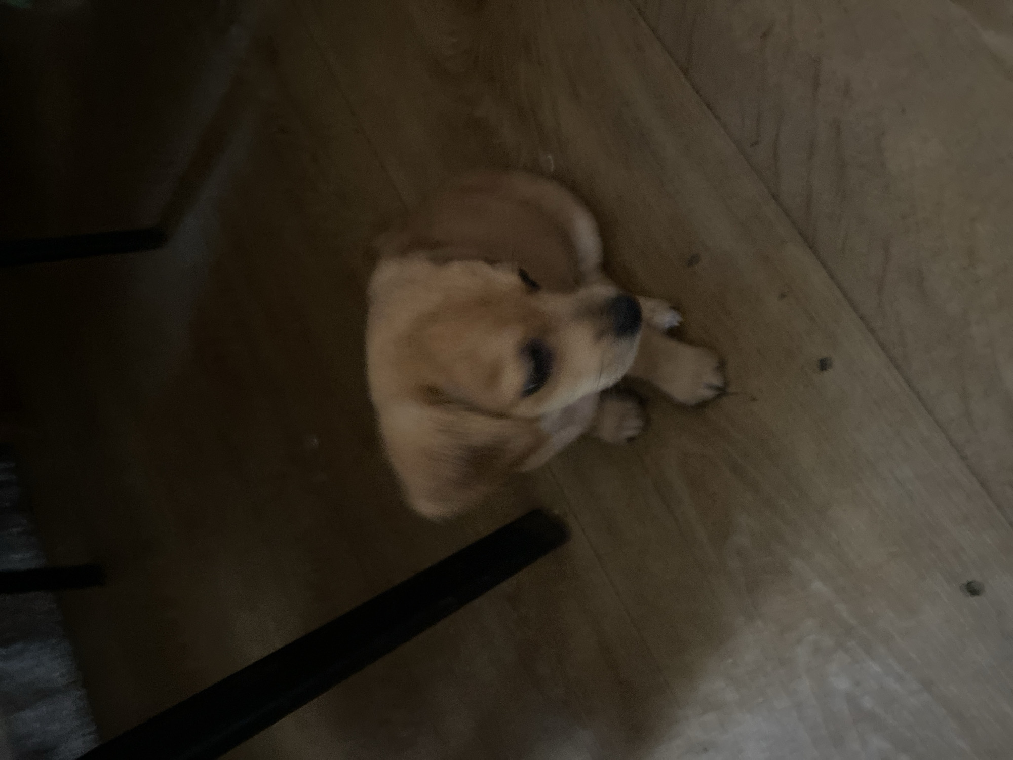A light brown puppy is sitting on a wooden floor. The puppy is looking down and to the left. Its ears are floppy and its tail is not visible. The puppy is in focus, while the background is slightly blurred. There is a black table leg to the left of the puppy. The lighting is dim, creating shadows on the floor. The image appears to have been taken indoors. The location is not specified.