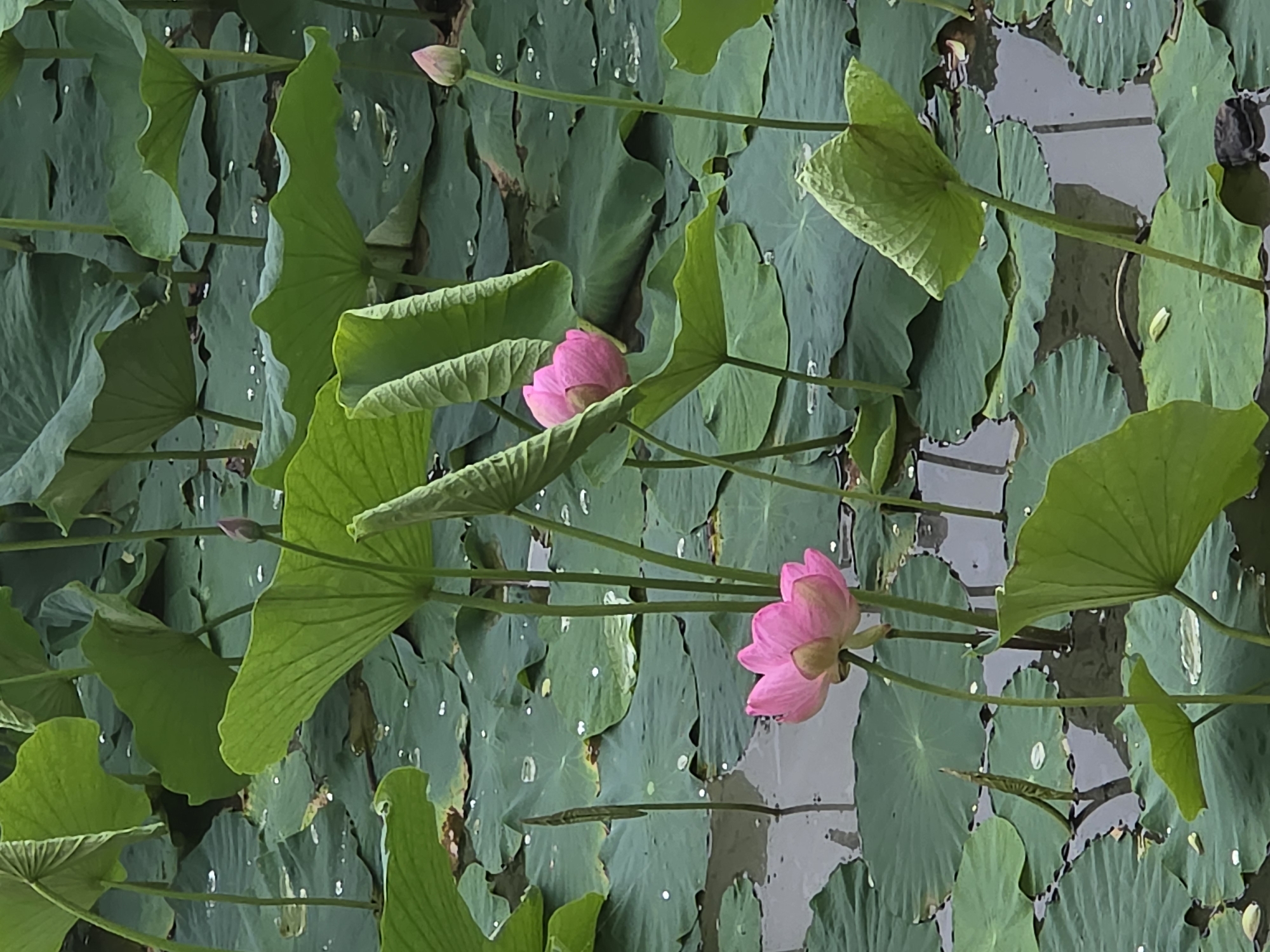 The image depicts a pond filled with lush green lotus leaves and a few blooming pink lotus flowers. The water's surface is partially obscured by the large, circular leaves, some of which are curved and folded. Tiny water droplets are visible on the surfaces of the leaves. Two pink lotus flowers are in full bloom, showcasing their delicate petals. One is more prominent in the foreground, tilted slightly to the left, while another is positioned further back. A single pink lotus bud stands tall on a stem in the background, appearing to be on the verge of opening. The surrounding environment is rich with greenery, suggesting a natural or well-maintained garden setting. There are no people or animals visible in the image. The scene is peaceful and serene, highlighting the beauty of the lotus pond.