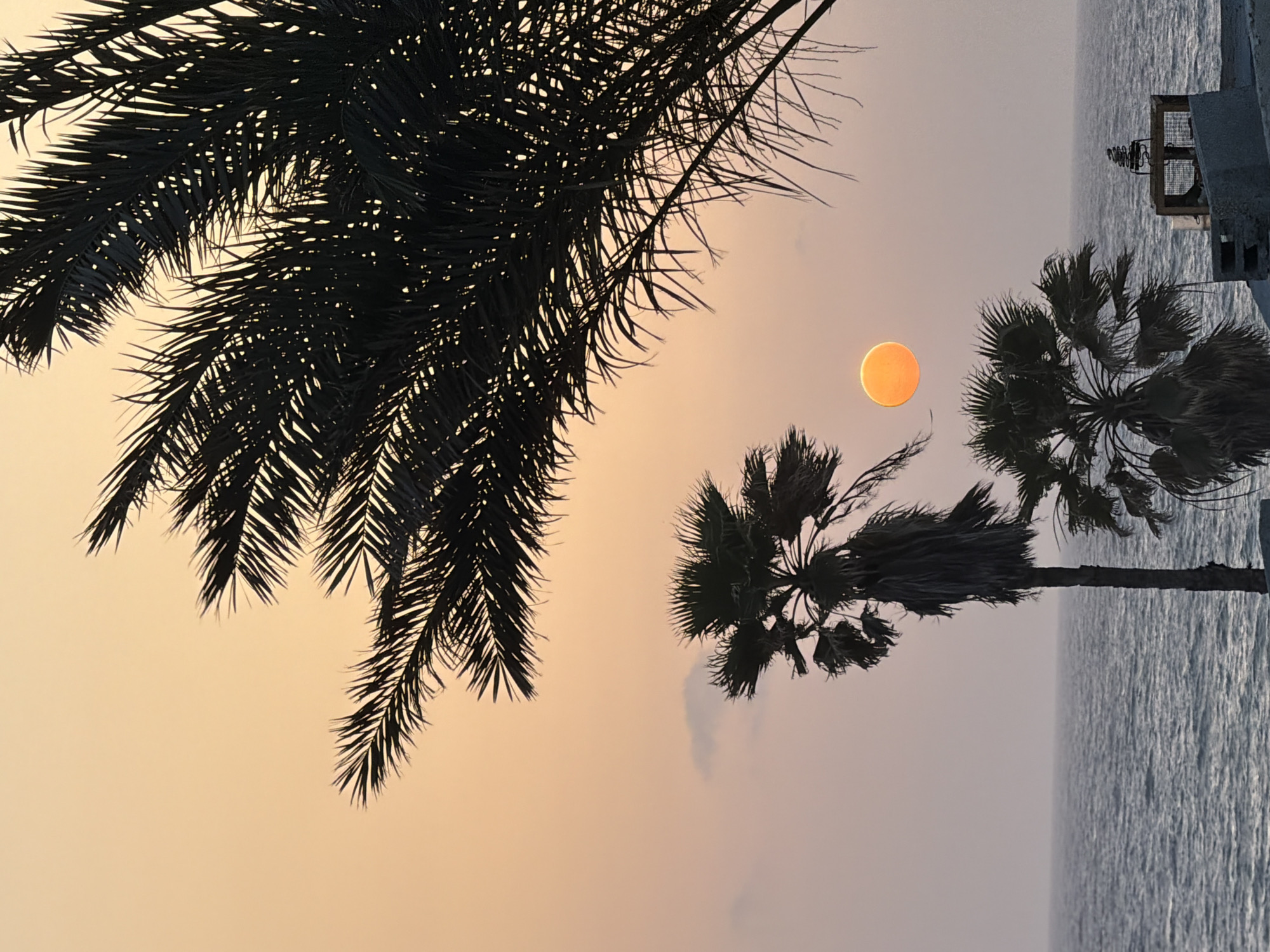 The image shows a view in Tel-Aviv, Occupied Palestine, featuring palm trees silhouetted against a sky with a setting sun. The silhouette of palm fronds dominates the upper left of the frame. Further to the right, the sun appears as a bright orange disk, positioned near two more palm trees. The background sky fades from yellow-orange near the horizon to a lighter shade higher in the frame. To the right of the palm trees, the calm surface of the sea is visible, and on the upper right of the frame there is a pier.