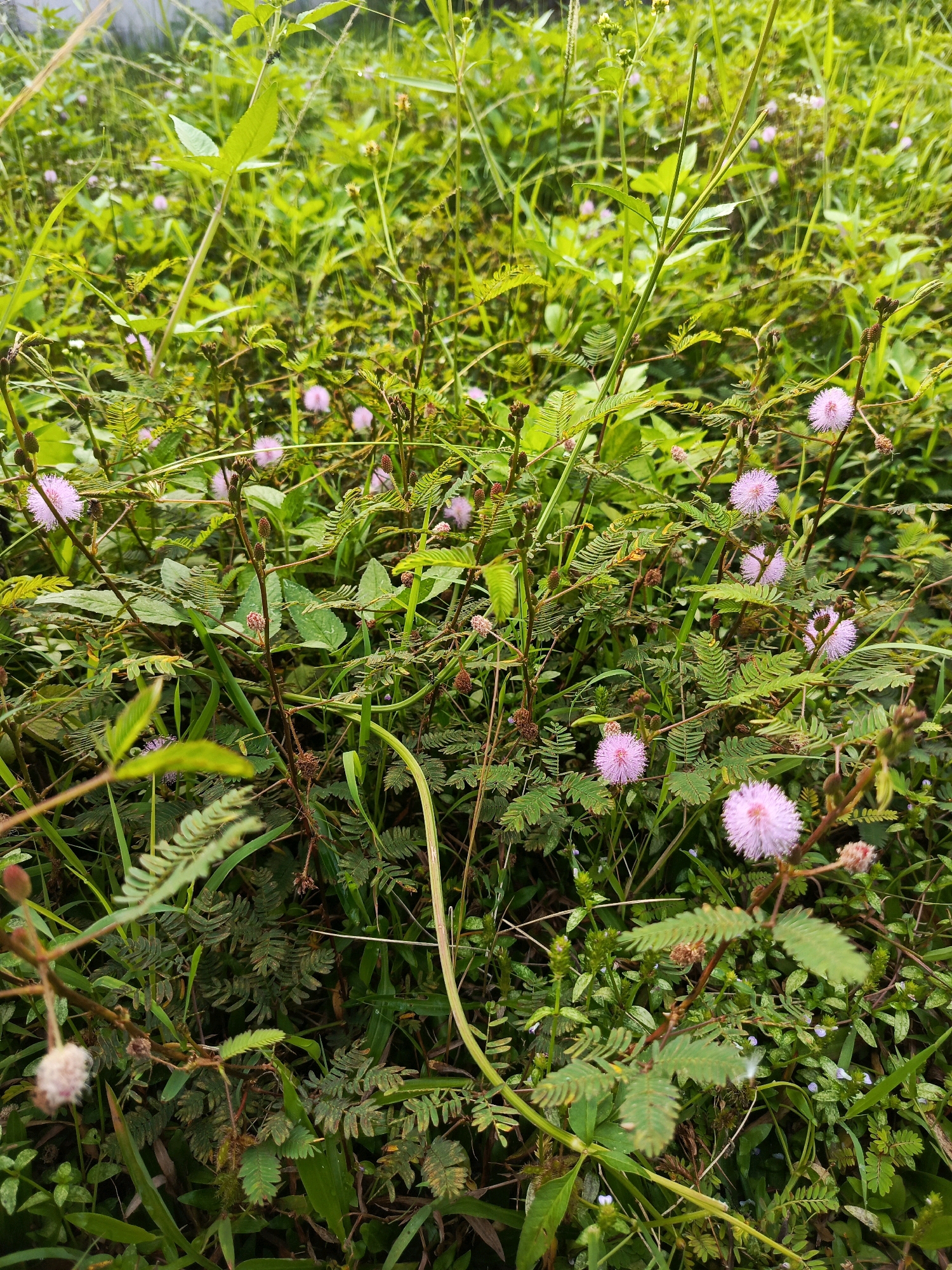 A high-angle, medium shot captures a dense patch of Mimosa pudica, commonly known as the sensitive plant, growing in a natural environment. The plants are characterized by their feathery, compound leaves that fold inward when touched, and their small, spherical pink flowers resembling puffballs. The scene is a close-up of these plants, with numerous pink flowers and unopened buds scattered amongst the green foliage. The background consists of more green vegetation, suggesting an outdoor, possibly wild or uncultivated setting. The lighting appears natural, indicating daylight. The image was taken in the city of Ciomas, Indonesia. There are no people or animals visible in the frame, and no actions or interactions are depicted. The environment is solely focused on the flora.