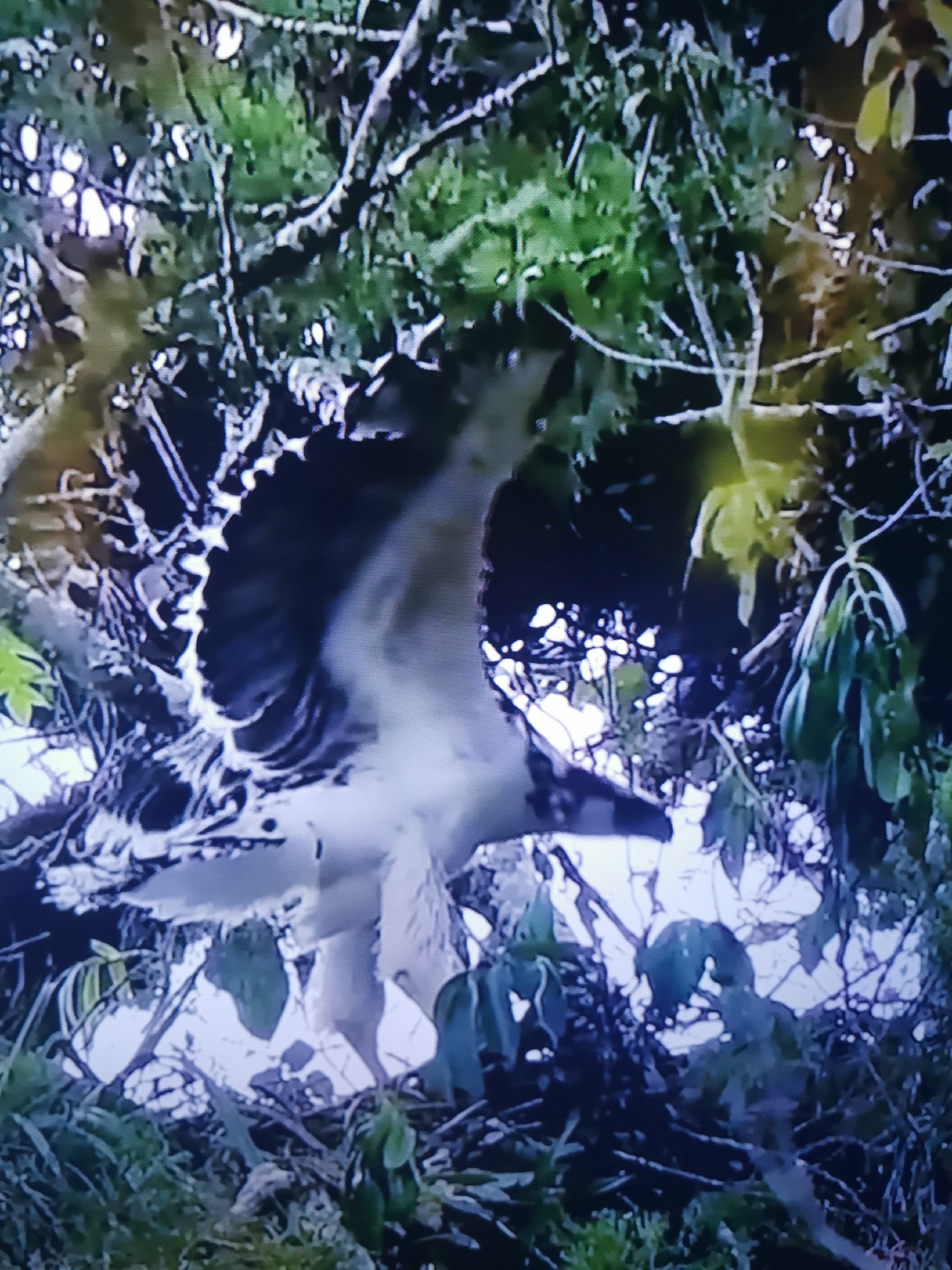 The image shows a bird with its wings spread, perched on a nest made of branches and leaves. The bird appears to be in mid-flight or preparing to take off. The background consists of trees and foliage, suggesting a natural environment. There is no indication of the city of Dnipro, Ukraine, or any specific location within a city. The image is grainy and pixelated, making it difficult to discern fine details of the bird or its surroundings. The lighting suggests it may have been taken during daylight hours.