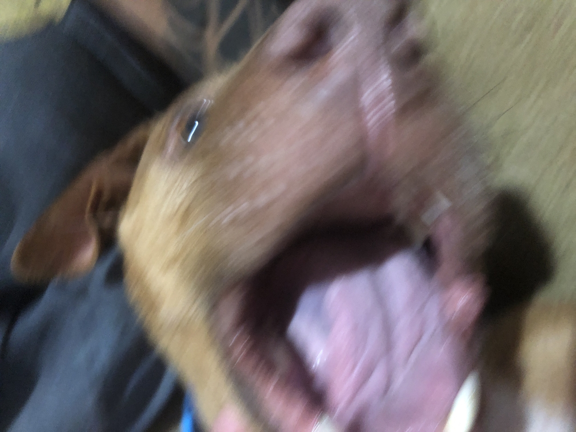 An extreme close-up, motion-blurred image shows a dog's open mouth, revealing its pink tongue and gums. The dog's fur appears to be a light brown or tan color. Part of a human's hand or arm, with visible skin tone, is also present in the lower left portion of the frame, seemingly interacting with the dog. The background is dark and out of focus, suggesting an indoor environment. The overall image quality is poor due to significant motion blur. No specific location in Sofia, Bulgaria, can be identified from this image.