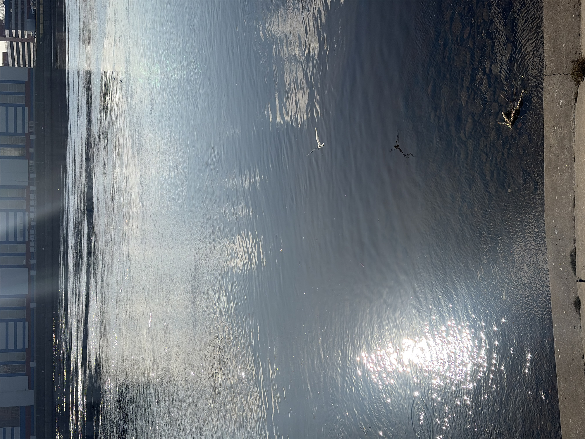 The image captures a wide expanse of the Neva River in Saint Petersburg, Russia, viewed from a concrete embankment in the foreground. The lower portion of the image displays the top edge of a concrete riverbank, featuring a horizontal crack and sparse dry vegetation. The majority of the frame is dominated by the river's surface, which exhibits small ripples and significant sun glare, particularly intense in the lower-left quadrant where the sun's reflection creates a sparkling pattern.
In the mid-distance on the water, two small, dark waterfowl are visible. Slightly closer and to the right, a single white bird with extended wings is depicted either flying very low over the water or skimming its surface. Further to the right, a small mass of dark organic debris floats. Near the bottom-right bank, a piece of wood or branch is partially submerged and resting on the riverbed, visible through the relatively clear water.
Across the river, in the background, a prominent, multi-story industrial or commercial building with a distinct blue and white striped facade is visible. To its right, another lighter-colored building or structure can be discerned. Reflections of the distant buildings and the sky are visible on the river's surface. No individuals are present in the scene.