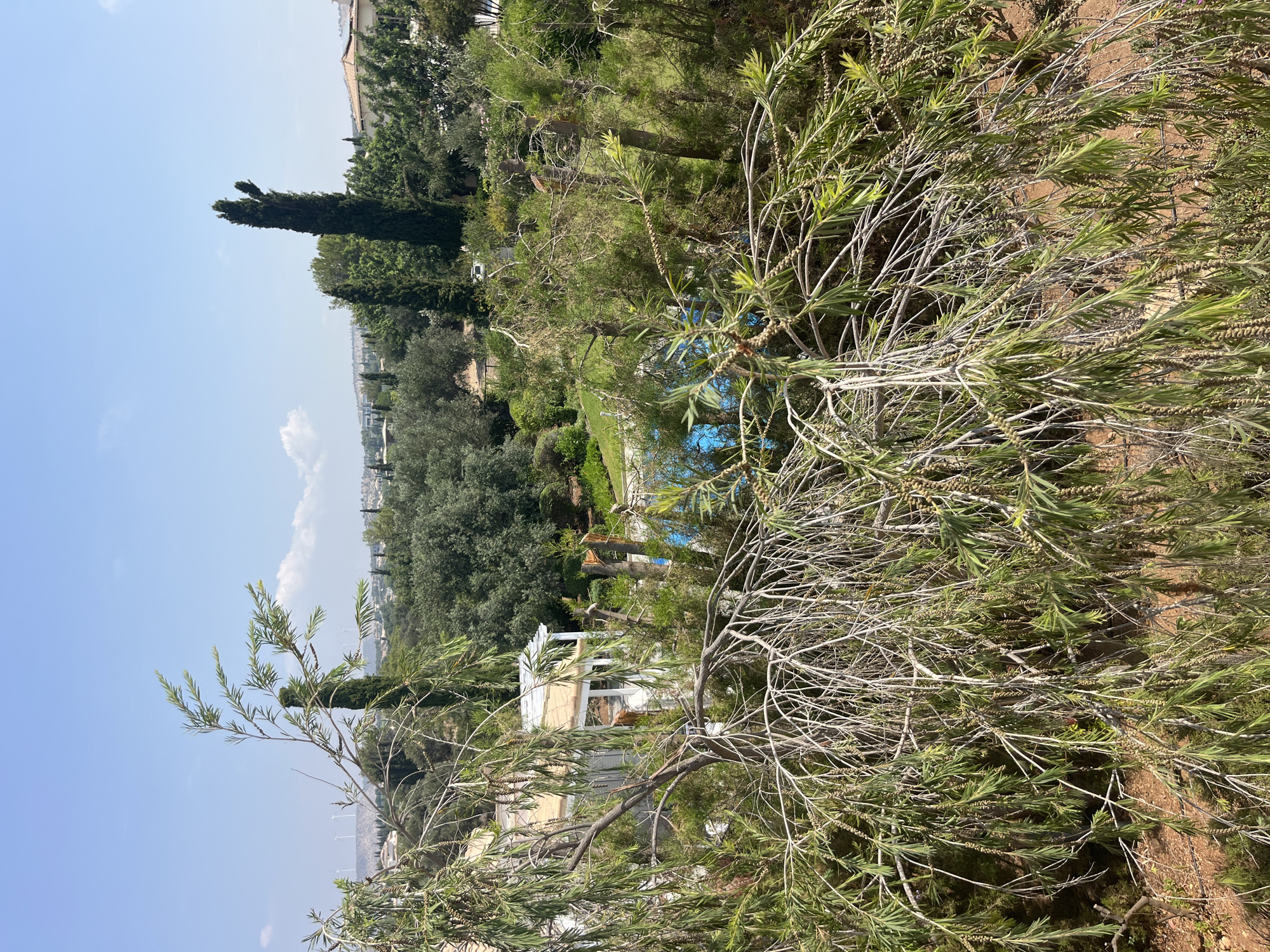A bright, sunny day at Aphrodite Hills, Cyprus, is depicted in this medium-angle, eye-level shot. The foreground is dominated by the drooping branches of a tree with long, slender green leaves and small, seed-like pods. Beyond the tree, a bright blue swimming pool is visible, surrounded by lush green vegetation and trees. A white building with a pale yellow roof, likely a villa, sits to the left of the pool. In the middle ground, more trees, including tall cypress trees, are scattered throughout the landscape. In the background, rolling hills are dotted with houses and windmills, under a clear blue sky with a few wispy clouds. The scene conveys a sense of tranquility and vacation.