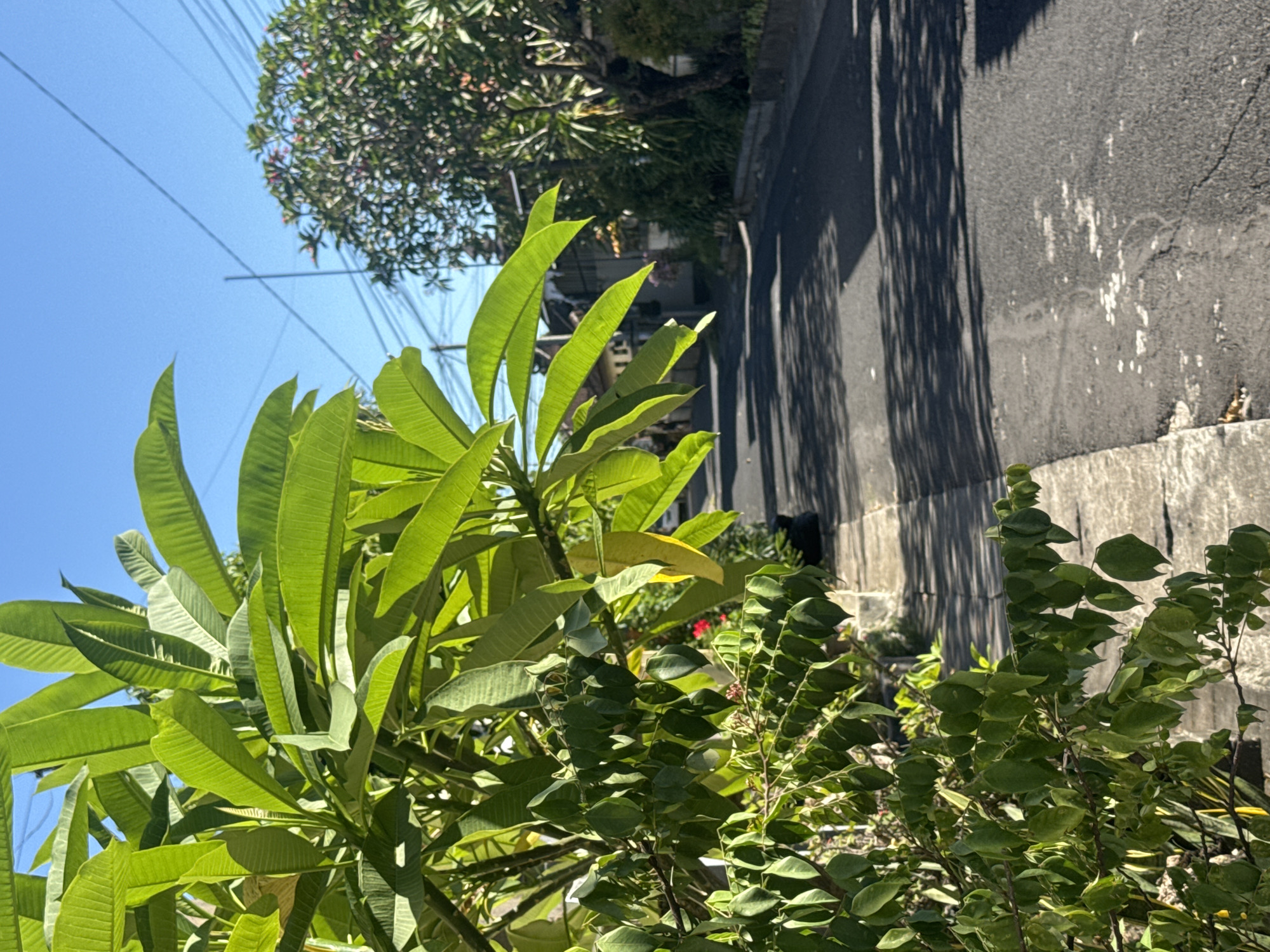 The image shows a street scene in Kuta, Indonesia. In the foreground are two types of green plants with prominent leaves. The left plant has larger, elongated leaves while the right plant has smaller, rounder leaves. Behind the plants is a paved road surface with long shadows cast across it. A low concrete wall borders the road. Further in the background, there is another tree with smaller, dense foliage, and overhead power lines cross the blue sky. The scene appears to be taken on a sunny day with clear skies. The image is oriented with the sky in the upper left and the road running diagonally across the frame.