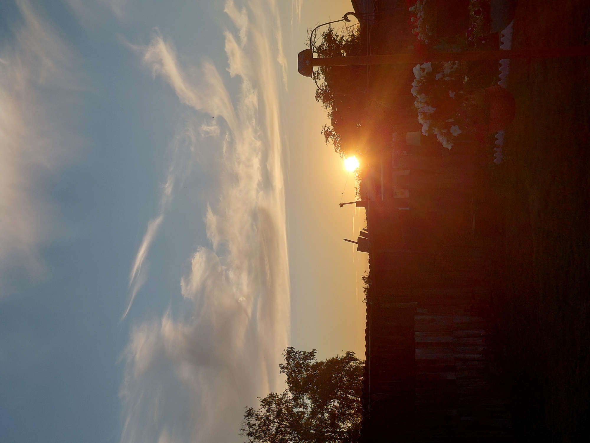 The image captures a sunset over a rural backyard, likely in Novosyolovo, Russia. The sun is low on the horizon, casting a warm, golden glow across the sky and illuminating thin, wispy clouds. In the foreground, a wooden fence runs horizontally, partially obscuring the view of the yard. Beyond the fence, a dense cluster of trees with full foliage stands silhouetted against the bright sky on the left side of the frame. To the right, a metallic pole with an umbrella-like fixture is visible, possibly a clothesline or a garden decoration. The yard itself is dark and appears to be grass, with some flower pots containing white flowers and darker foliage visible near the fence on the right. The overall scene evokes a peaceful, late afternoon or early evening ambiance.