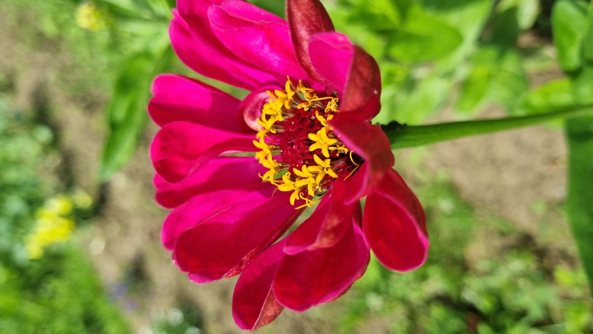 A close-up, eye-level shot focuses on a vibrant pink zinnia flower, its petals unfurling outwards. The flower's center is a rich, deep red, adorned with a cluster of bright yellow stamens tipped with yellow pollen. The background is softly blurred, revealing hints of green foliage, patches of brown soil, and a few small yellow flowers, suggesting a garden setting. The image was captured in Vysokoe, Russia.
