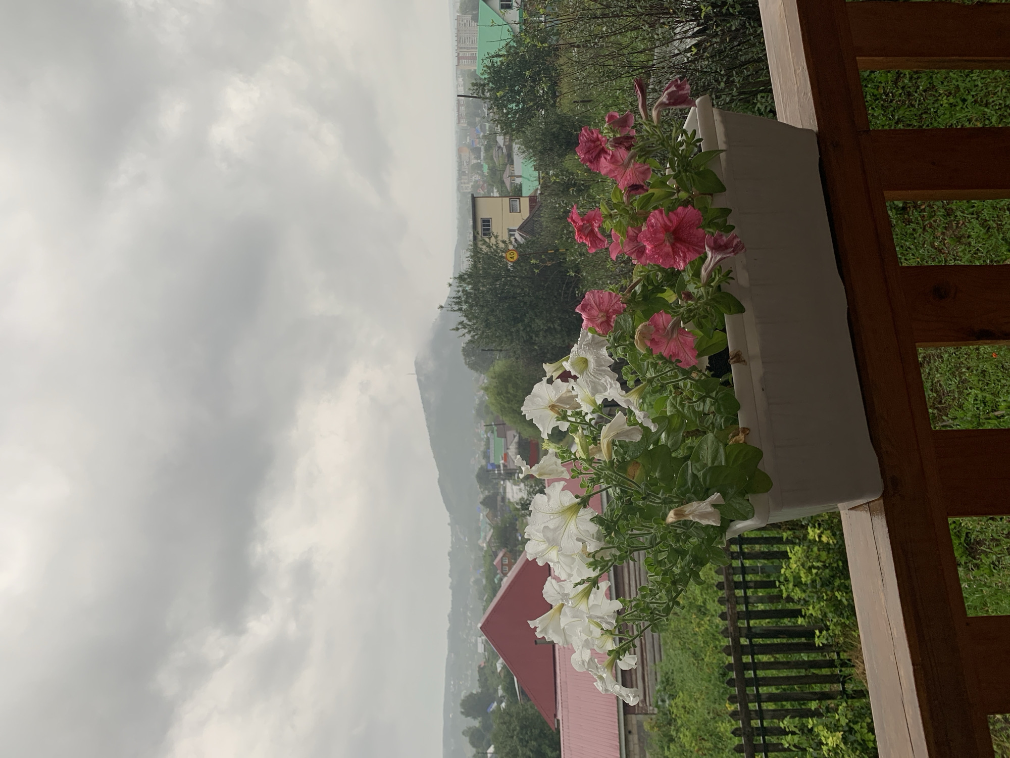 The image captures a close-up view of a white flower box filled with blooming petunias, a mix of white and vibrant pink varieties, on a wooden balcony railing. The flowers are wet, suggesting recent rain. Beyond the flowers, a hazy cityscape unfolds under a cloudy, overcast sky. Red-tiled rooftops of houses and buildings are visible, interspersed with green trees. In the distance, a hill or mountain is shrouded in mist, with a faint structure on its peak. The overall scene depicts a quiet, somewhat melancholic day in Asha, Russia, with the petunias providing a cheerful contrast to the muted tones of the landscape.