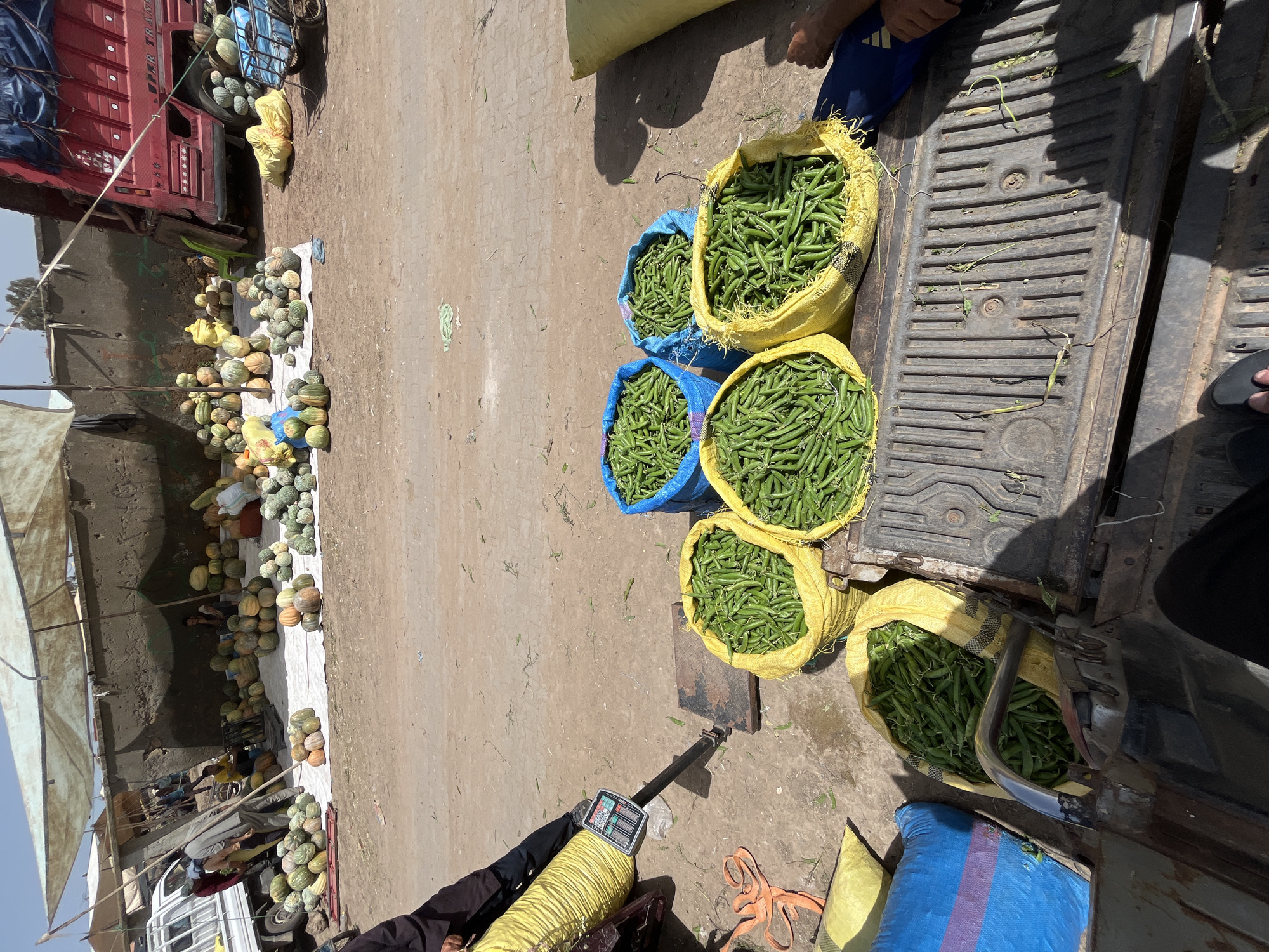This image captures a vibrant outdoor market scene in Jamaat Shaim, Morocco, under bright daylight, suggested by the strong shadows. The setting appears dusty and unpaved, indicative of a rural or semi-urban market.
The primary subjects are various fresh agricultural products. On the right side, multiple large sacks, some yellow and some blue, are brimming with green pods, likely peas or broad beans. These sacks are positioned near the open tailgate of a dark-colored truck, with some appearing to be on or near a weighing scale, indicating commercial activity. A person's legs and feet are visible near the truck bed and scales, suggesting they are involved in handling the produce.
On the left side of the image, stretching along the ground, is a large display of round, squash-like vegetables, varying in size and color from dark green to yellowish-orange. These are neatly piled on a white sheet, suggesting a vendor's stall. A white tarp overhead provides shade for this area. Further down this line, other market-goers and a smaller white truck/van are visible in the background, adding to the bustling market atmosphere.
A large red truck, possibly a transport vehicle, with a blue tarp covering its cargo, is parked behind the squash display. Partially visible text on the side of the red truck reads "PER TRANS". A green plastic chair is placed near the truck's wheel. Another person is visible sitting near the scales, which have an unreadable digital display. The overall scene depicts a busy day of selling and trading fresh produce at a local market.