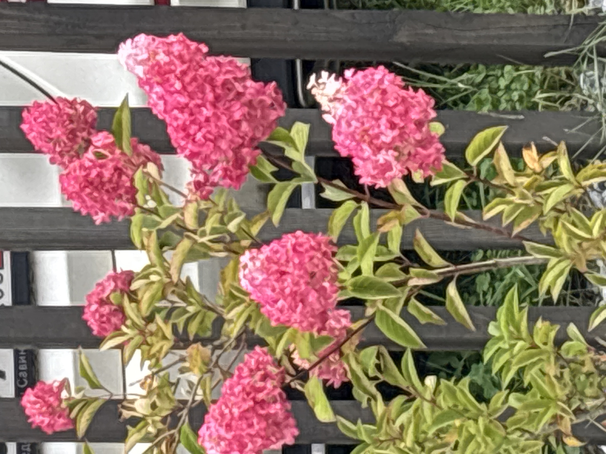 The image shows a cluster of bright pink hydrangea flowers with green leaves against a dark wooden fence. The fence appears to be made of vertical planks. In the background, there is a hint of a white structure with text visible, possibly a building or a vehicle. The scene is outdoors, with some greenery and what looks like gravel at the bottom of the image. This photo was taken in Zvenigorod, Russia.