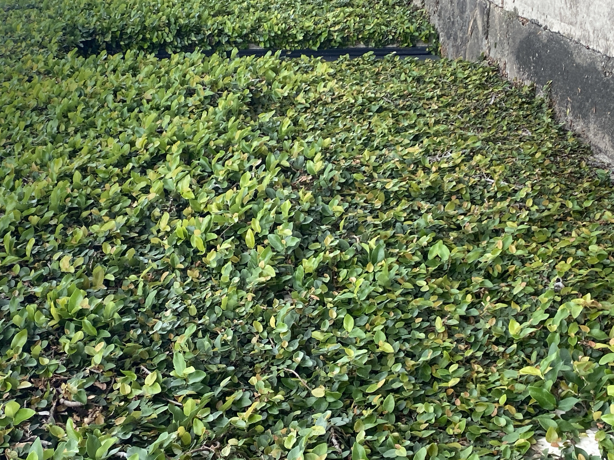 The image shows a dense ground cover of small, green-leaved plants spreading across the ground in Tinaquillo, Venezuela. A concrete wall is visible on the right edge of the frame. There are no people visible.