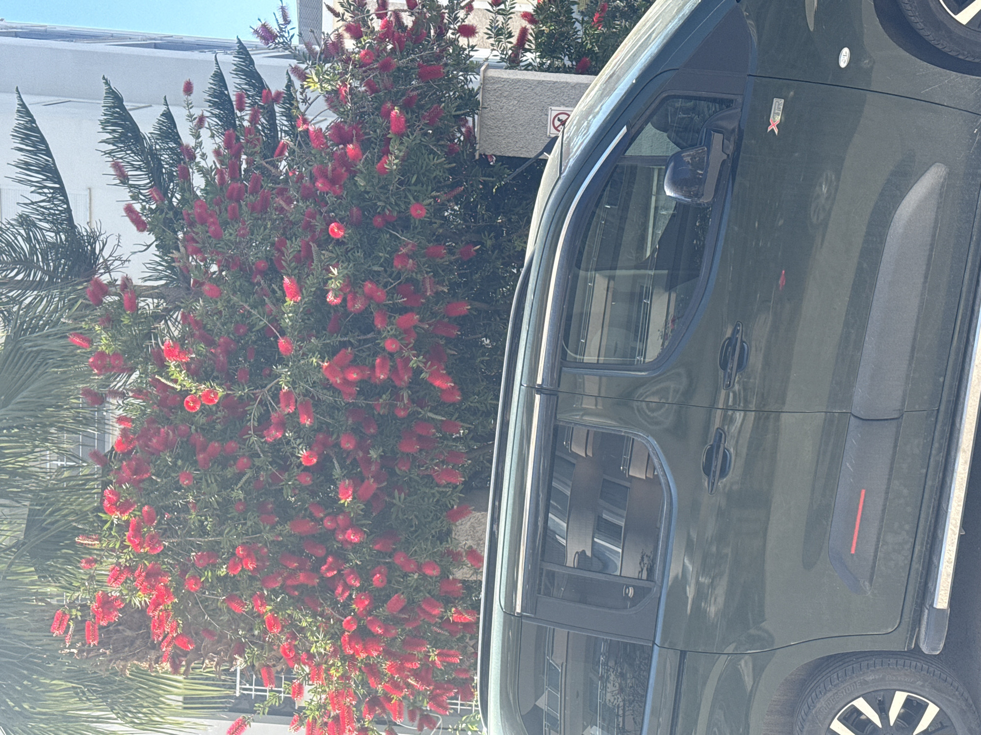 The image captures a dark green or grey-green SUV/van parked outdoors next to a vibrant red flowering bush, likely a Bottlebrush plant (Callistemon). To the left of the bush, fronds of a palm tree are visible, and in the background, a white building with solar panels on its roof stands under a clear, bright blue sky.
The car is prominently featured on the right side. It has an emblem on its front fender displaying "TRX" with a red 'X'. The vehicle appears dusty. A distinct vertical red stripe design element is visible on the lower part of its rear fender. The tires are branded "BRIDGESTONE". Reflections of the building and sky are visible in the car's windows.
Behind the red flowering bush, a grey, textured utility box is partially visible. Next to it, a small red circular sign with a crossed-out symbol (possibly a "no smoking" or similar prohibition sign) can be seen. The scene is set outdoors during what appears to be a bright, sunny day, suggesting a warm climate due to the presence of palm trees and the flowering bush. There are no people visible, and the car is stationary, implying it is parked.