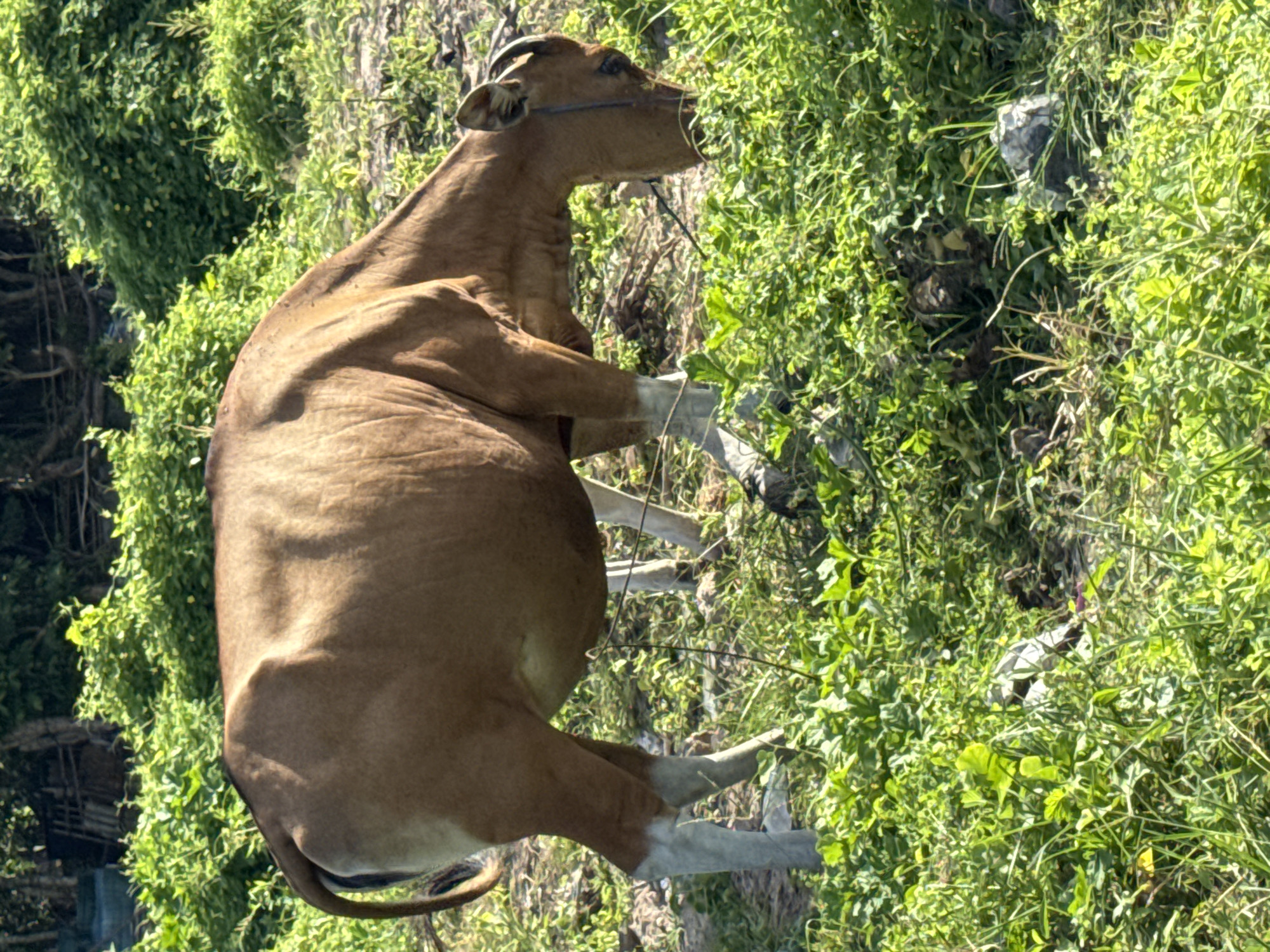 A tan cow with white lower legs and a rope around its neck stands in a field of green foliage. The cow is oriented to the right, facing the right side of the frame. The background consists of lush green vegetation, including shrubs and grass. The setting appears to be outdoors in Kuta, Indonesia.