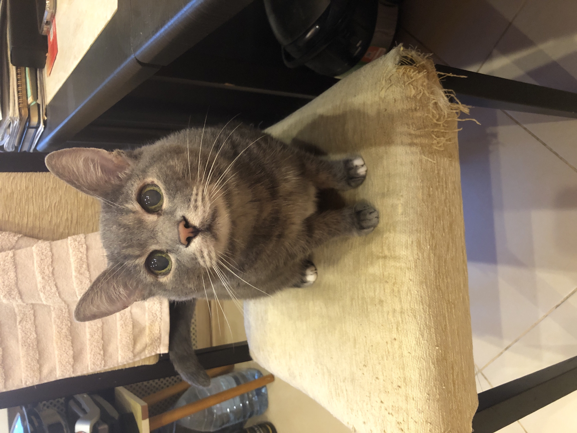 The image shows a gray tabby cat looking up at the camera. The cat is sitting on a light-colored, textured cushion that appears worn and slightly frayed. The cat's fur has distinct tabby markings. Its eyes are large and green, with reflections visible in the pupils. One of the cat's front paws has a white "sock."
The cat is positioned on a cushioned seat, possibly of a chair or stool. Behind the cushion, a dark metal frame is visible, suggesting furniture. The background is cluttered and includes a shelf with various items, including what appears to be a black electronic device, some papers or books, and a light-colored towel or fabric to the left of the cat. Below the shelf, there are more objects, including a clear plastic bottle with a blue label. The scene appears to be indoors, likely in a domestic setting. The lighting is somewhat dim, suggesting it might be evening or an interior space without bright natural light. The overall impression is a casual, everyday moment captured in a home.
