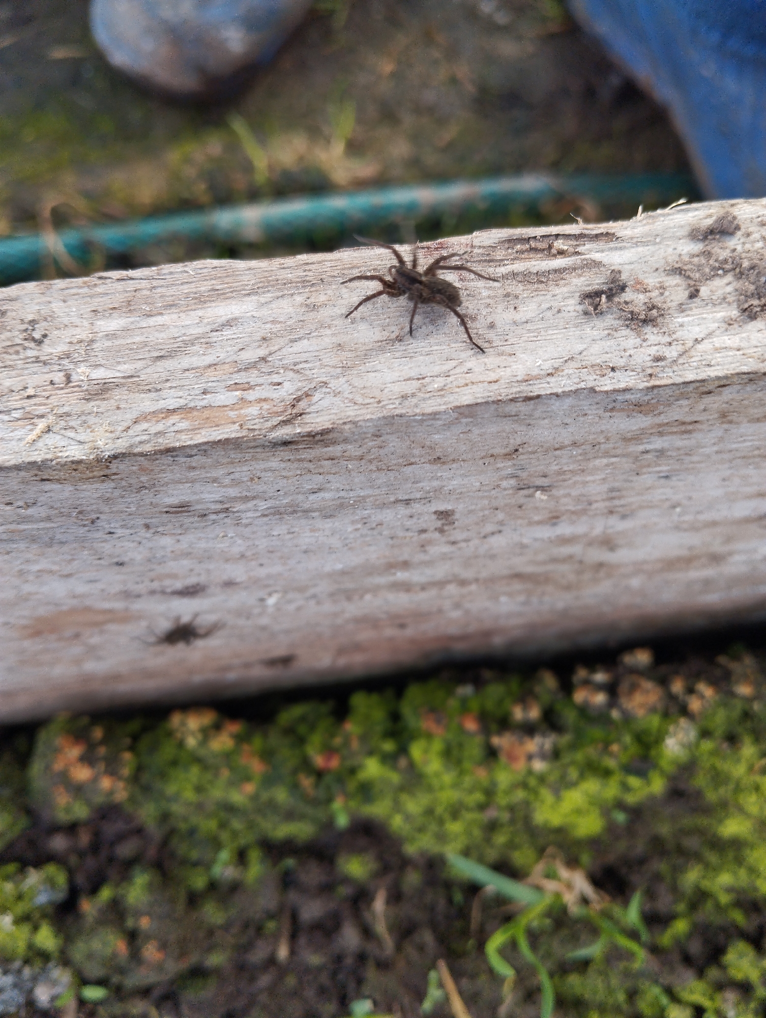 A close-up shot depicts a brown spider with long legs on a weathered, light-colored wooden plank. Below the plank, there's a patch of green moss and soil. A blurry blue object appears in the upper right corner. The location cannot be confirmed as Krasnogorskoye, Russia, from the provided image alone.