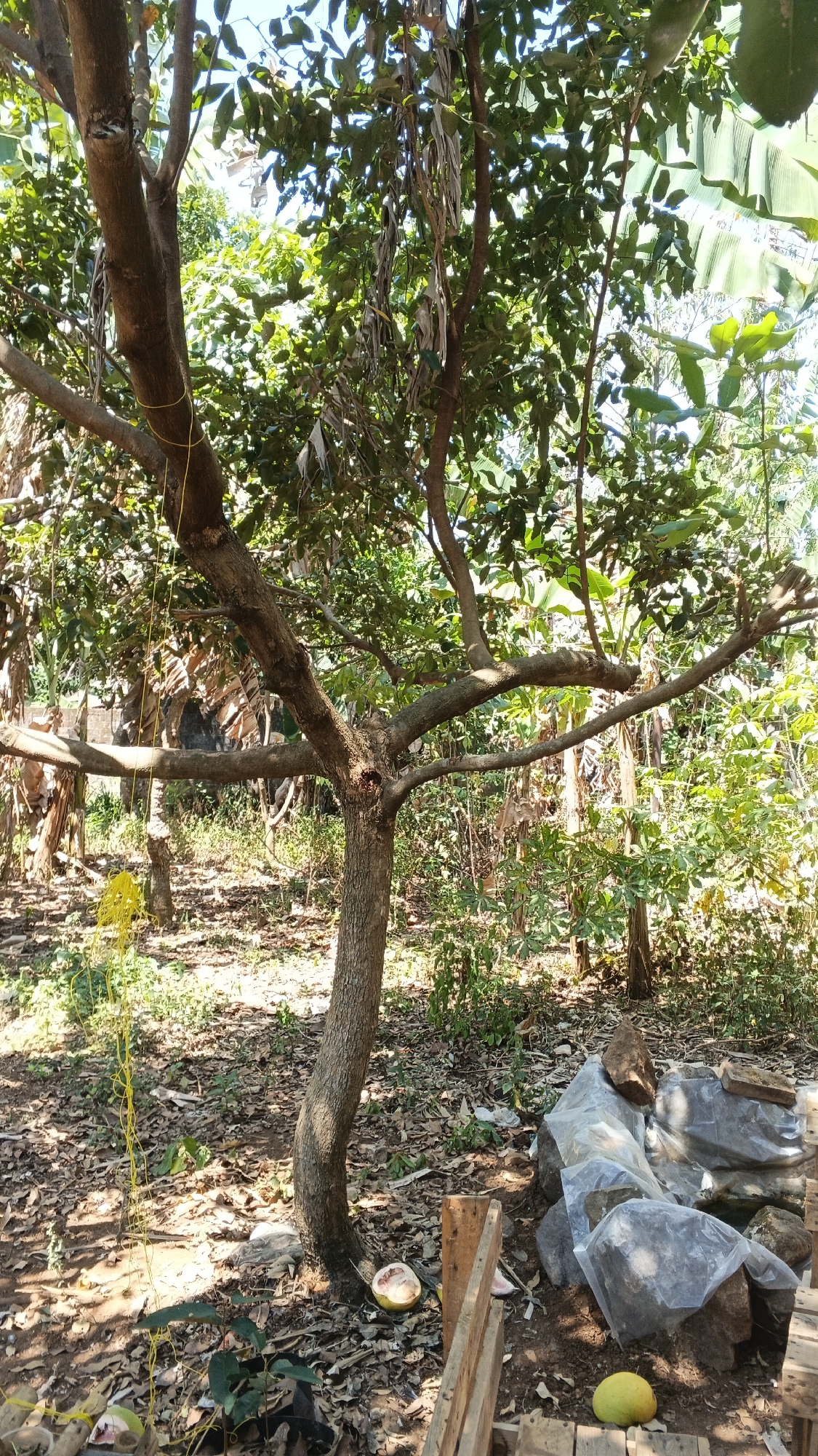 The image depicts an outdoor scene in what appears to be a residential area or yard in Karangjati, Indonesia. A mature tree with a thick trunk and spreading branches is the central subject. The tree is situated on uneven ground covered with dry leaves and sparse vegetation. Sunlight filters through the dense foliage, creating dappled light and shadow on the ground.
To the right of the tree, there is a collection of rocks, some of which are covered in clear plastic sheeting. Adjacent to these rocks are pieces of weathered wooden material, possibly remnants of construction or discarded items. In the foreground, on the ground, are two cut fruits, one appearing to be a pomelo, and some small green plants. A bright yellow string is visible hanging from the tree, trailing down towards the ground on the left side of the frame. The background is filled with more trees and vegetation, suggesting a lush, natural environment. The overall impression is one of a semi-wild or unkempt outdoor space.