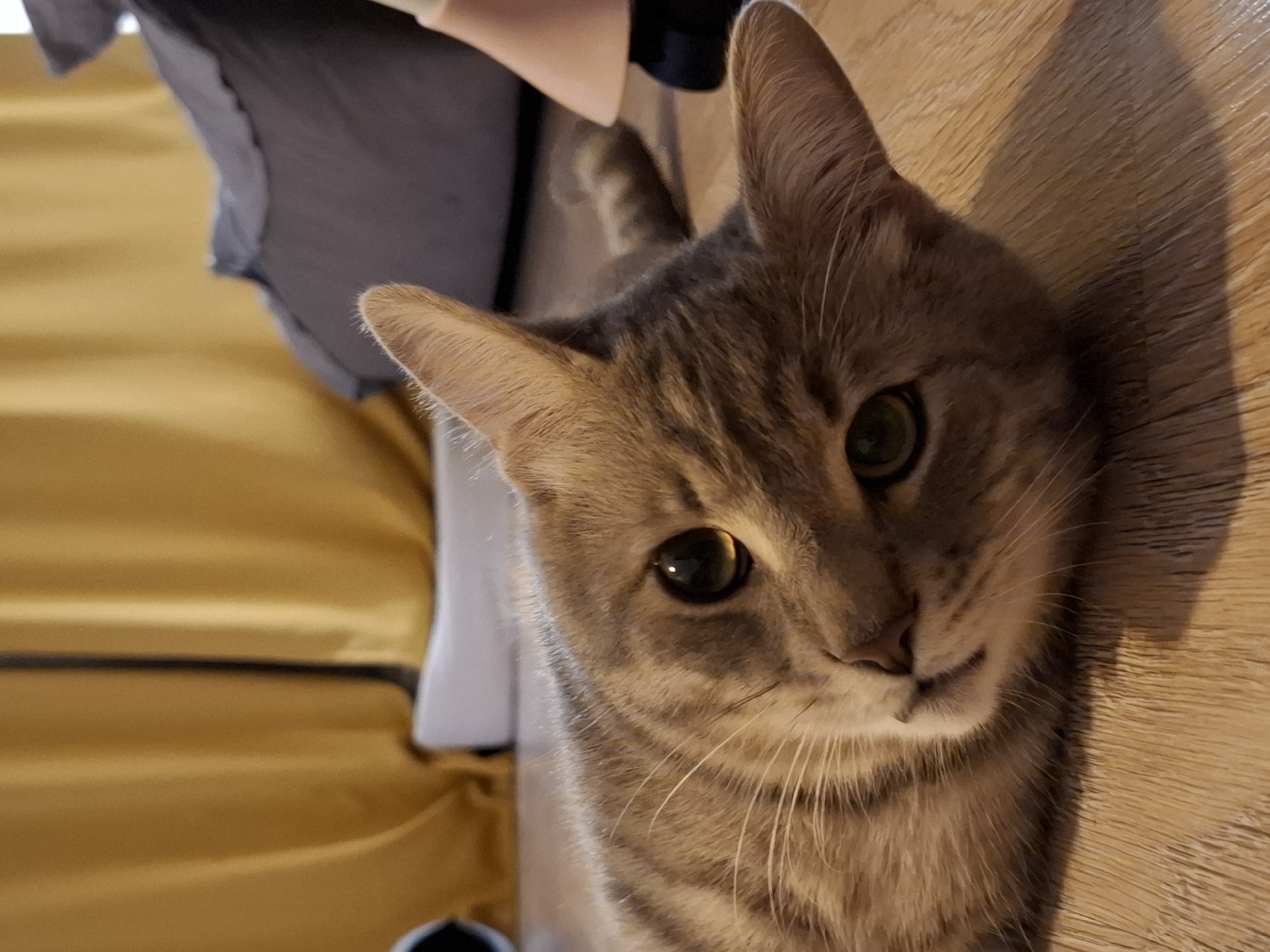 A domestic cat, exhibiting tabby markings with hues of brown and grey, is lying on a wooden floor. The cat's head is turned to its left, with its left eye, a bright green, prominently visible and reflecting light. Its right eye is partially obscured. Its ears are erect and pointed upwards. In the background, a yellow curtain is visible, partially obscuring a grey, amorphous object, possibly furniture. To the right of the cat, the base of a lampshade, in a light pink or peachy color, is discernible. The scene appears to be indoors, in a residential setting, with no indication of its specific location within Zemun Urban Municipality, Serbia.