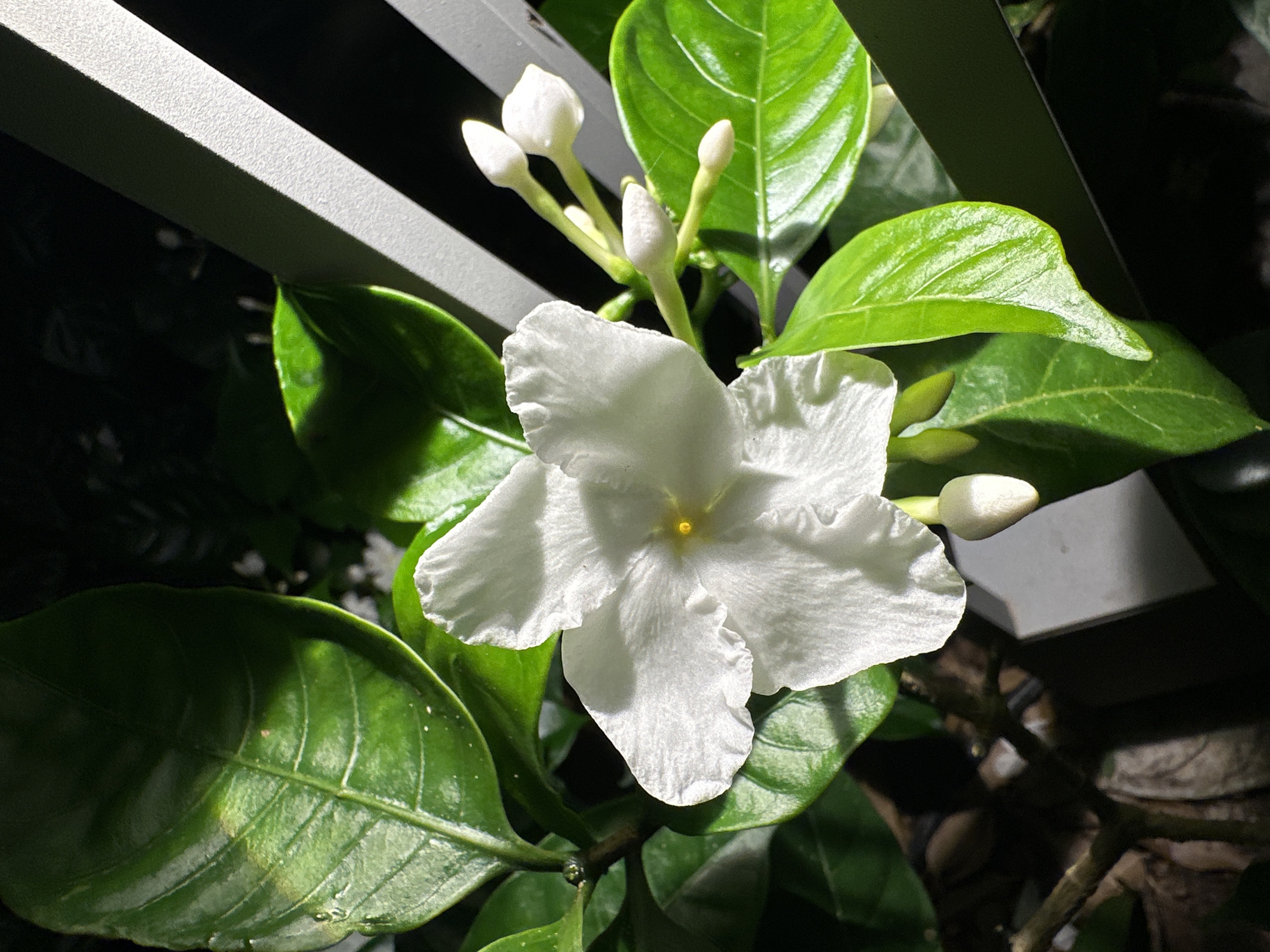 This close-up image, set in Nha Trang Ward, Vietnam, displays a vibrant white flower with five distinct petals and a bright yellow center, positioned slightly off-center to the left. The flower is surrounded by several glossy green leaves, exhibiting prominent venation and various reflections from a direct light source, suggesting recent watering or high humidity. To the immediate right of the central flower, a cluster of multiple white flower buds, with at least four clearly visible, extends on green stems. The background is predominantly dark and out of focus, creating a strong visual contrast that highlights the illuminated plant. Portions of a grey, textured, vertical structure, possibly a railing or architectural element, are visible along the upper right and lower right edges of the frame, angled diagonally. The lower left of the frame features dark, out-of-focus organic elements, likely branches or soil. No human figures or discernible actions are present in the scene.