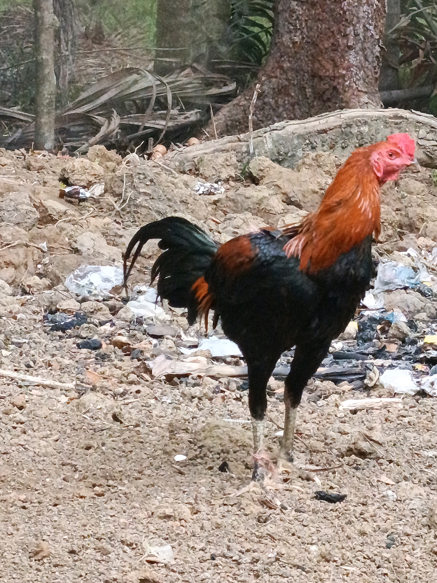 A rooster with vibrant red plumage on its head and neck, and black feathers on its body and tail, stands on a dirt ground. The ground is littered with debris, including dried leaves, twigs, and discarded plastic. In the background, a large tree trunk stands with a backdrop of foliage. The scene appears to be an outdoor environment, possibly in a rural or semi-urban area within Megang Sakti I, Indonesia, given the presence of waste and natural elements. The rooster is facing towards the right of the frame, with its head held high.