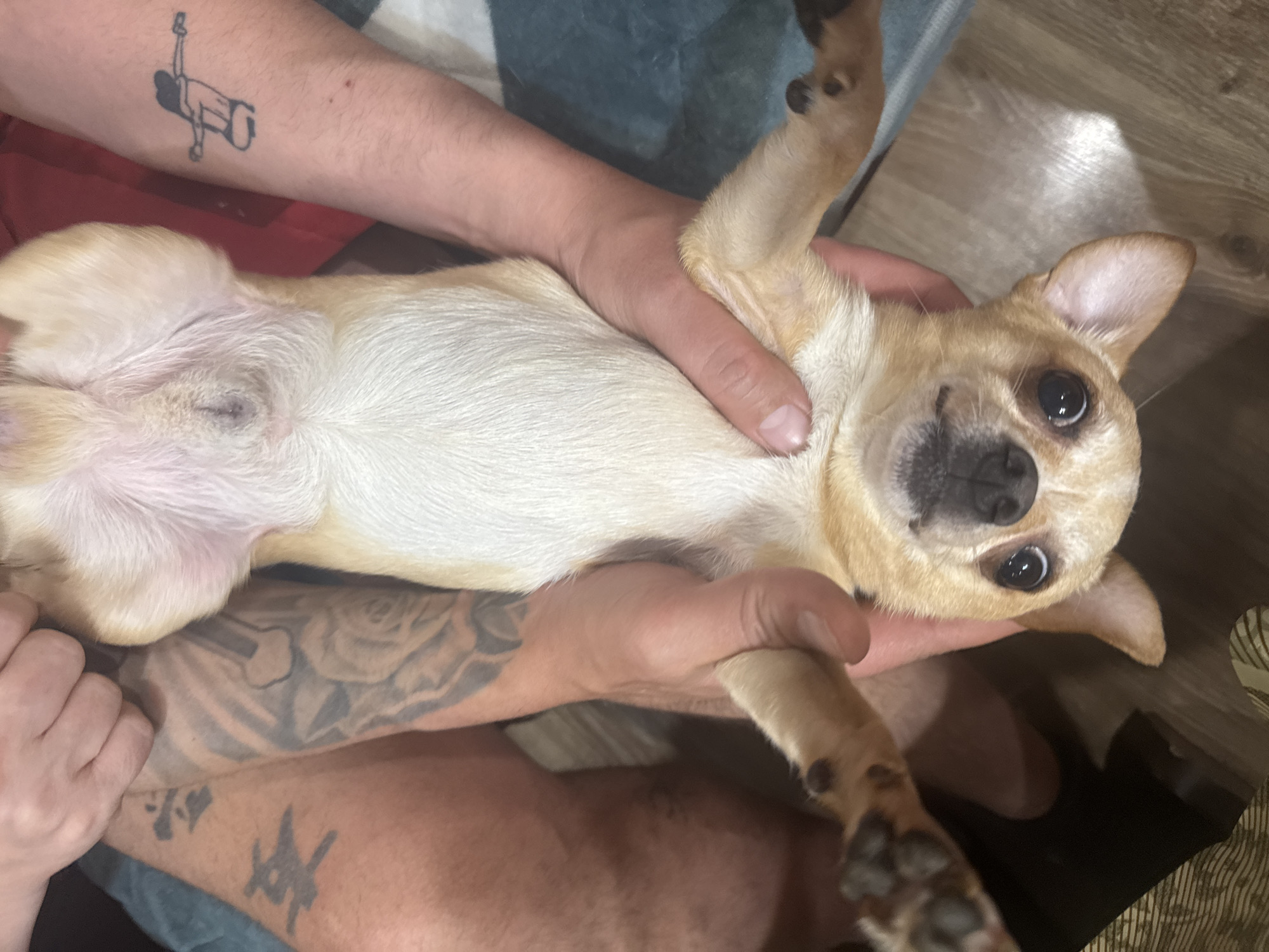 A person is holding a small, tan-colored dog on its back. The dog is looking at the camera. The person's arms are visible, with tattoos on both arms. The background includes a striped cloth and a wooden floor. No information in the image indicates that the photo was taken in Vratsa, Bulgaria.