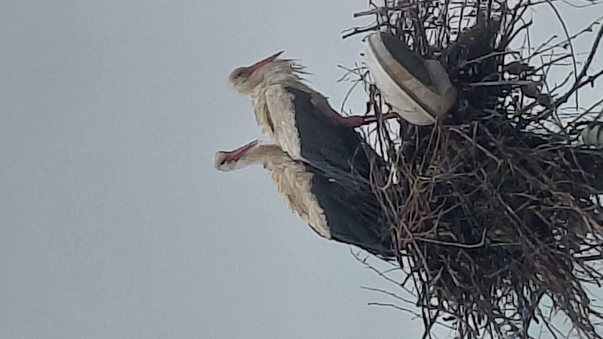 Two storks are perched on a large, messy nest made of twigs and branches, likely situated at a considerable height given the low angle of the photograph against a pale, overcast sky. One stork is standing slightly behind the other, both with their long, red beaks visible. The birds exhibit a mix of white and dark feathers on their bodies. The nest is substantial and intricate, suggesting it has been built or maintained over time. The location is Unknown, Unknown, as indicated by the user.
