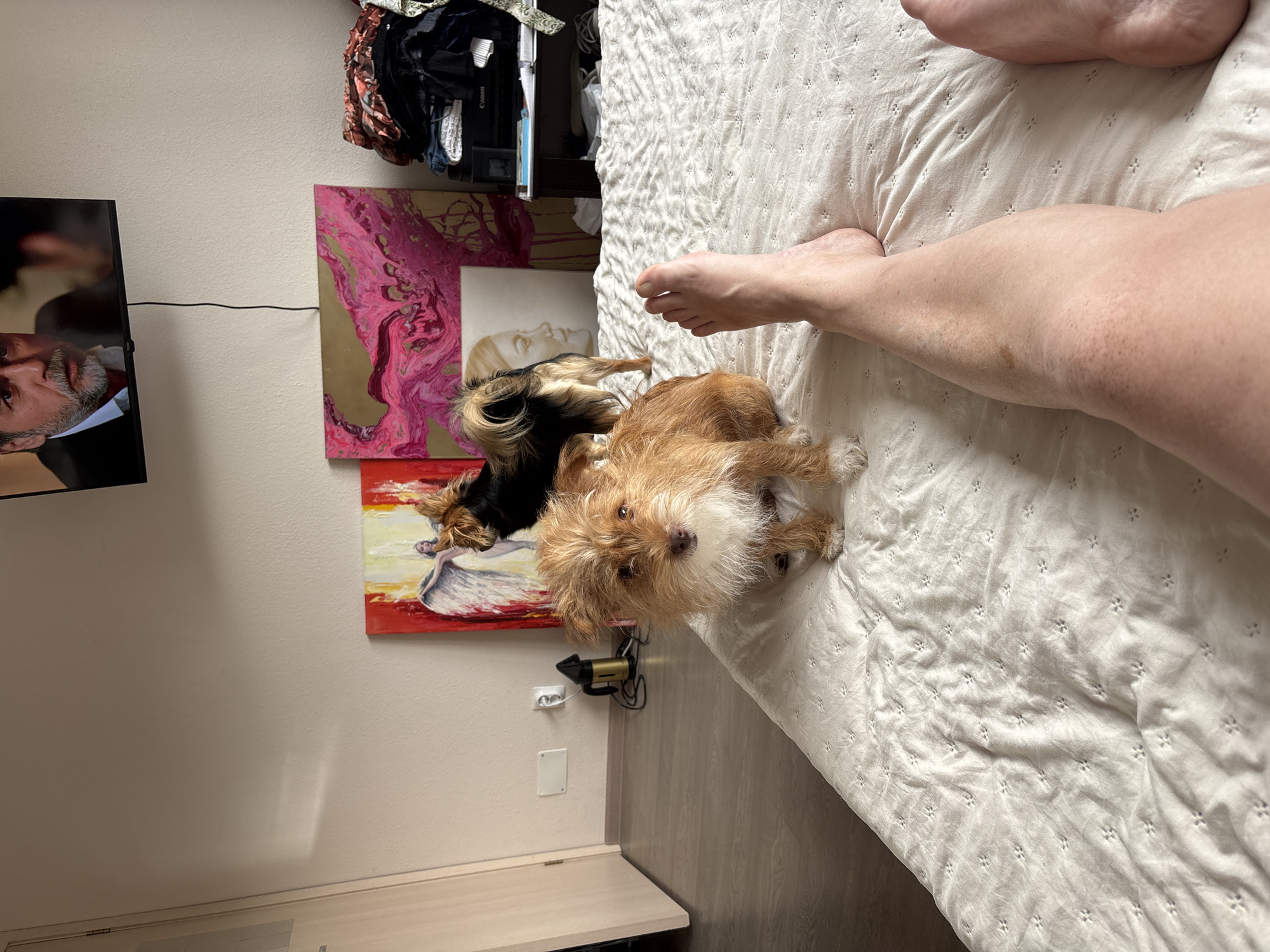 The image depicts an indoor scene, likely a bedroom, with a white comforter-covered bed occupying the foreground. Two small dogs, one light brown and shaggy, and the other black and tan with longer fur, are visible on the bed. The light brown dog is facing the camera, while the black and tan dog is partially obscured, facing away. A person's legs and feet are also visible on the bed, indicating a first-person perspective.
In the background, there are several pieces of art on the wall, including abstract paintings with vibrant colors and a painting of an angelic figure. A television is mounted on the wall above the artwork. A doorway is visible to the left, and a piece of furniture with a printer and some folded clothes is to the right. The overall environment suggests a living space. There is no indication of the city of Sochi, Russia, or any specific urban location within the image.