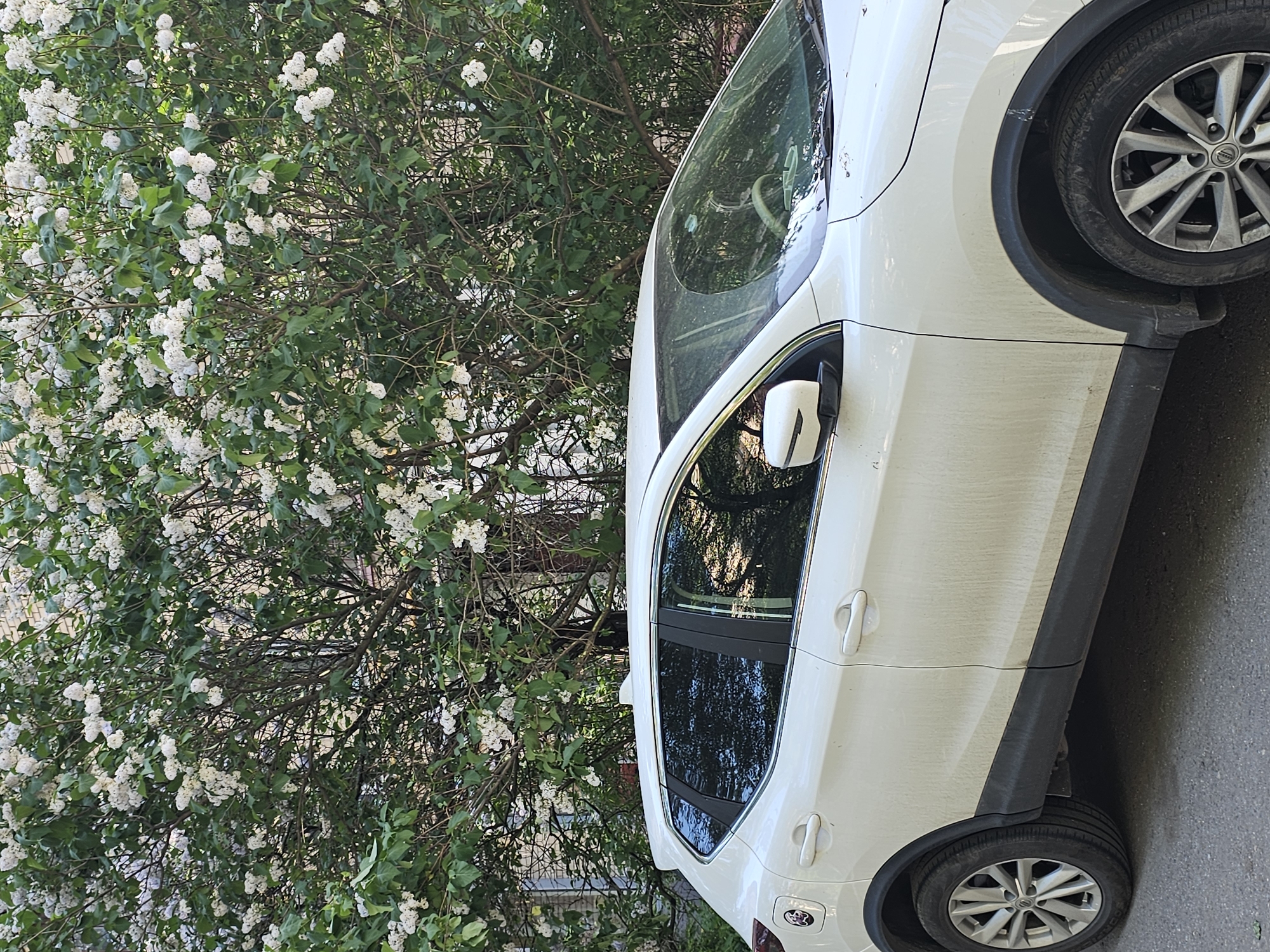 A white Nissan Qashqai is parked on the street in Moscow, Russia, next to a lilac bush laden with white flowers. The car is dirty, with visible streaks of dust and grime along its side panels. The location appears to be a residential area based on the visible vegetation. The street surface is asphalt. There are no visible people or other vehicles in the immediate vicinity.