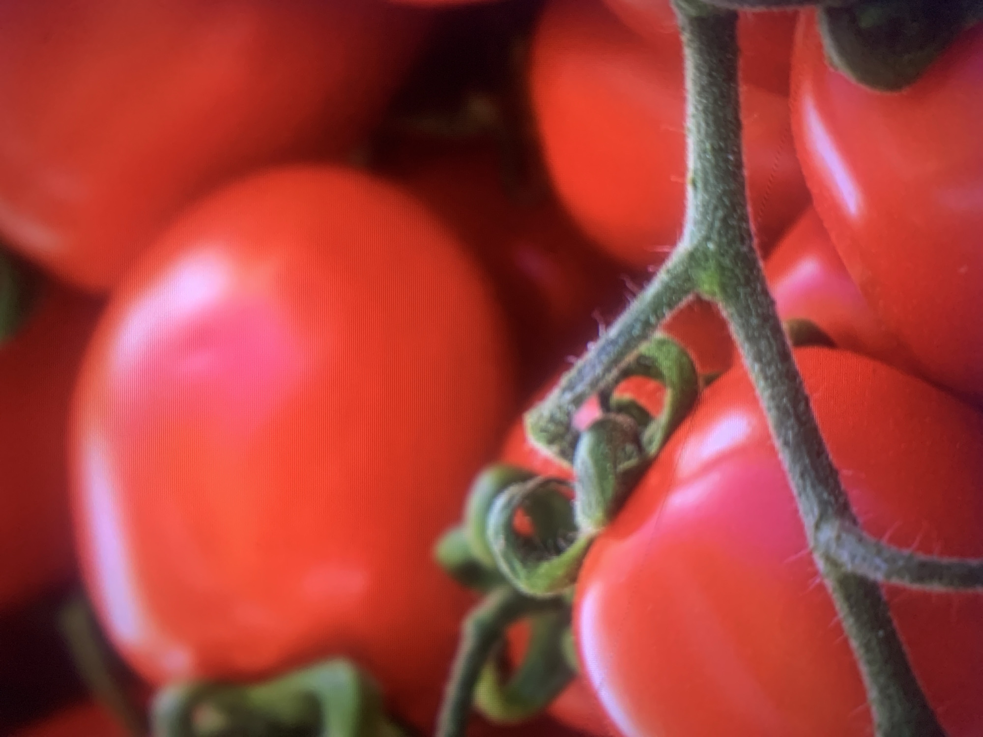 The image is a close-up, slightly blurry photograph of a cluster of ripe red tomatoes. The tomatoes are on the vine, with green stems and calyxes visible. The lighting highlights the glossy, smooth surface of the tomatoes, creating reflections. The background is filled with more out-of-focus tomatoes, creating a rich red texture. The overall impression is one of freshness and abundance. There are no people, text, or specific location cues that would suggest Almaty, Kazakhstan, or any particular time of day or weather conditions. The focus is entirely on the detail and texture of the tomatoes themselves.